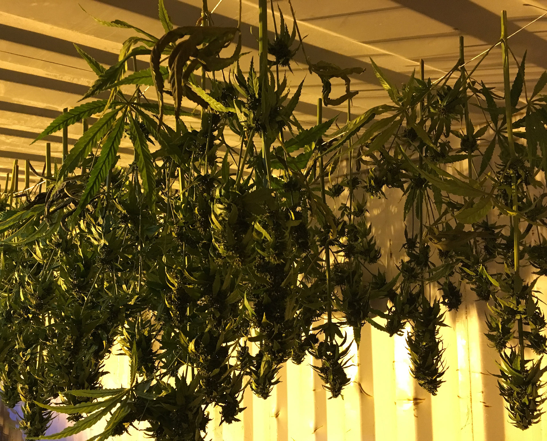 HANGING HARVEST BEFORE TRIMMING