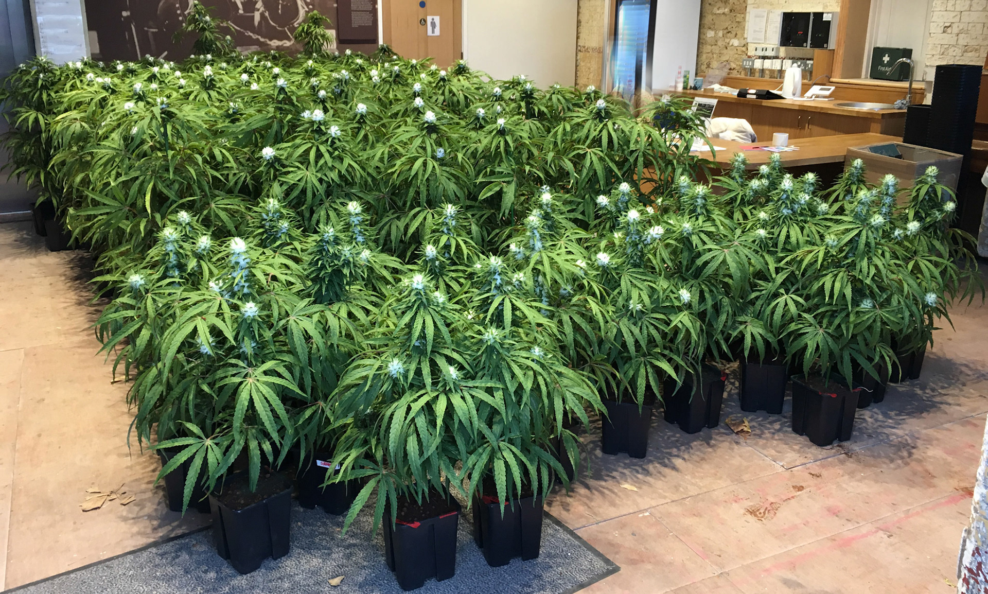 4ft SATIVA CLONES (background) 3ft HERO SATIVAS (Foreground)
