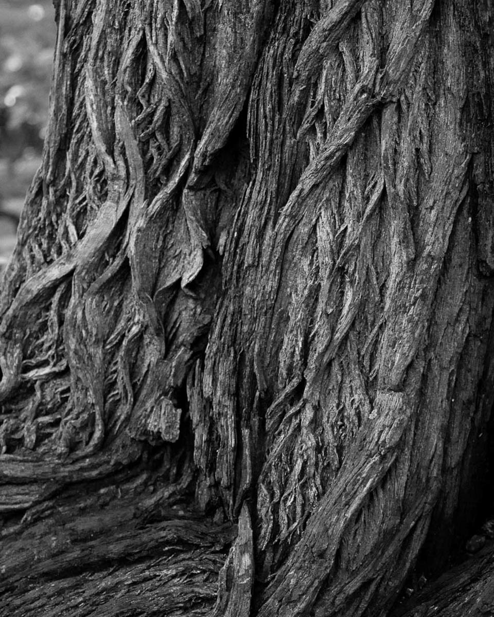 Trunk