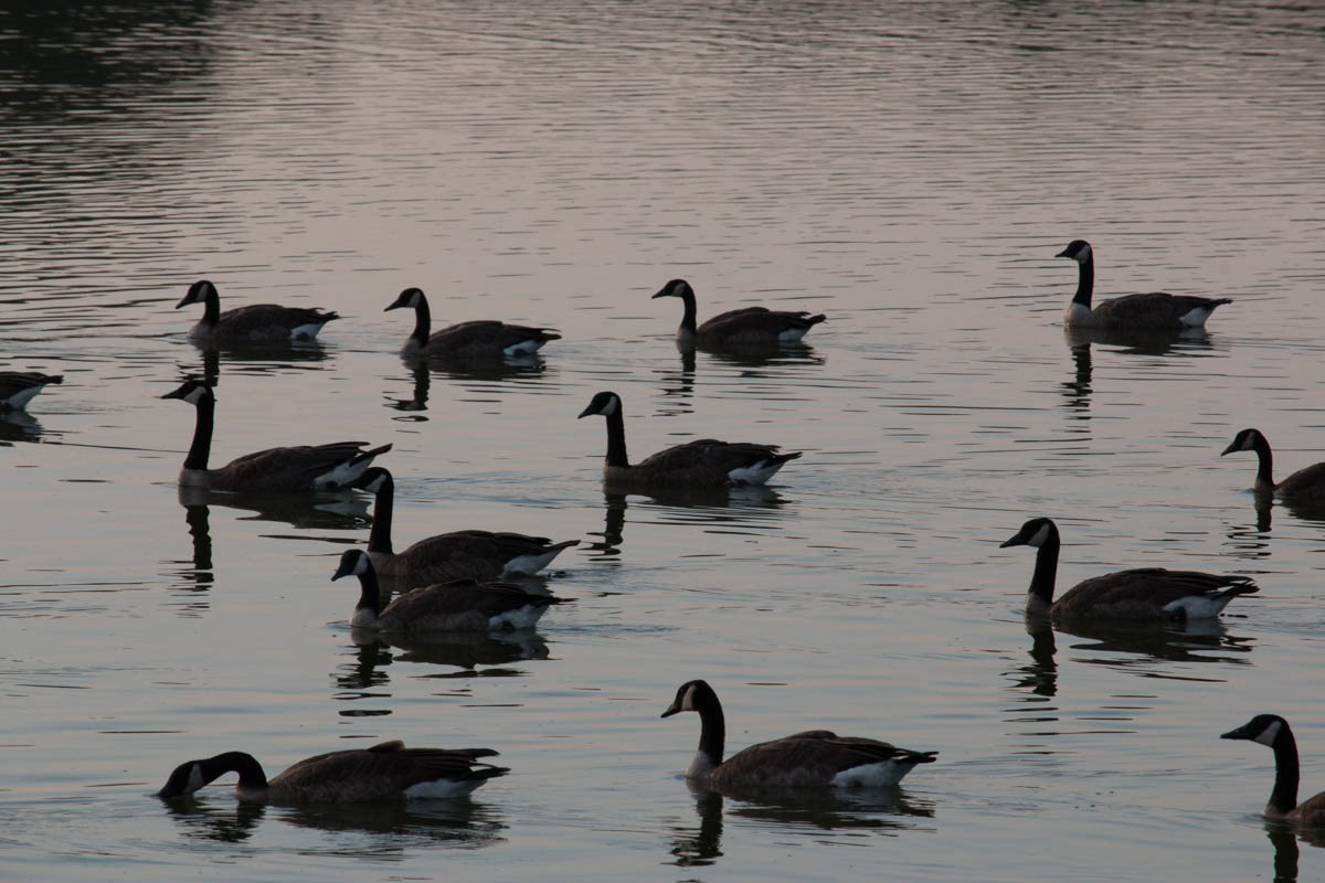 Geese on the lake