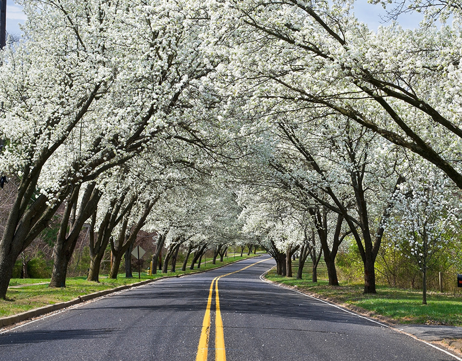 Yellow spring road in japan