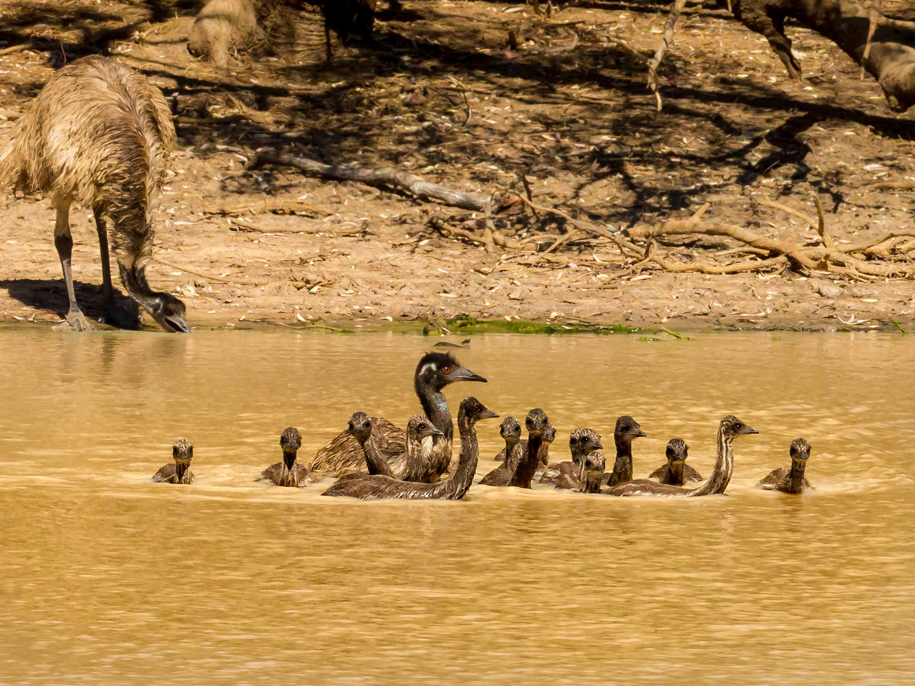 Emus - Currawinya NP