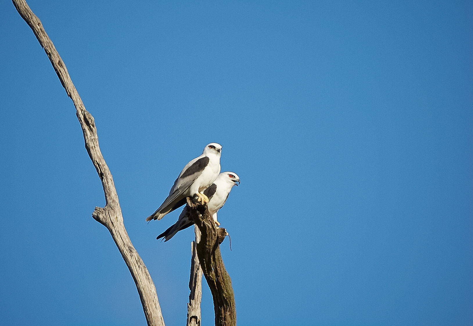 Black-shouldered Kites - Old Beaudesert (Bird) Road Boonah