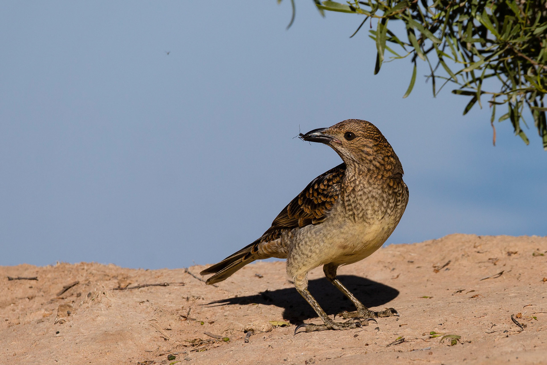 Spotted Bowerbird - Bowra Sanctuary