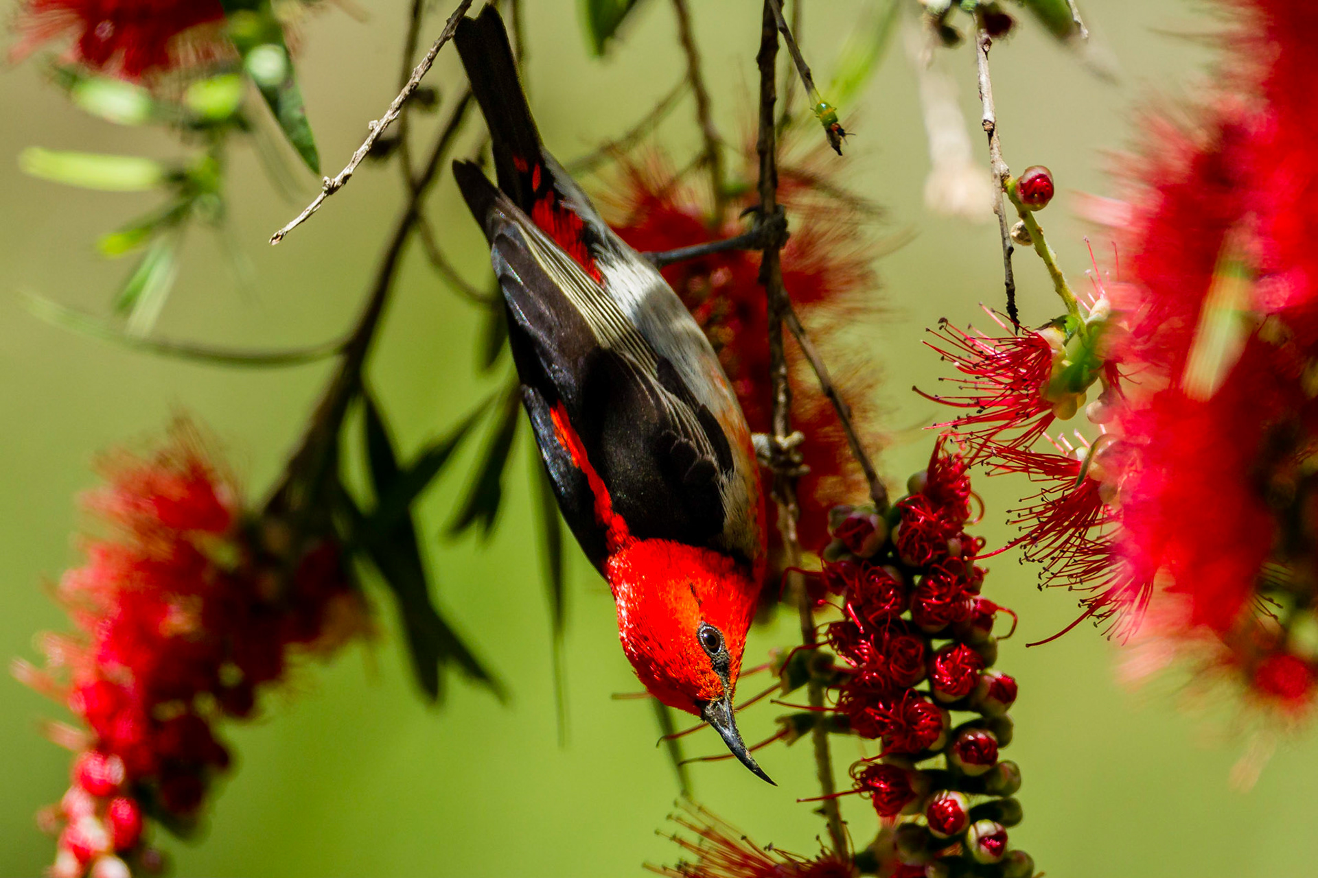 Scarlet Honeyeater - Peach Trees SF
