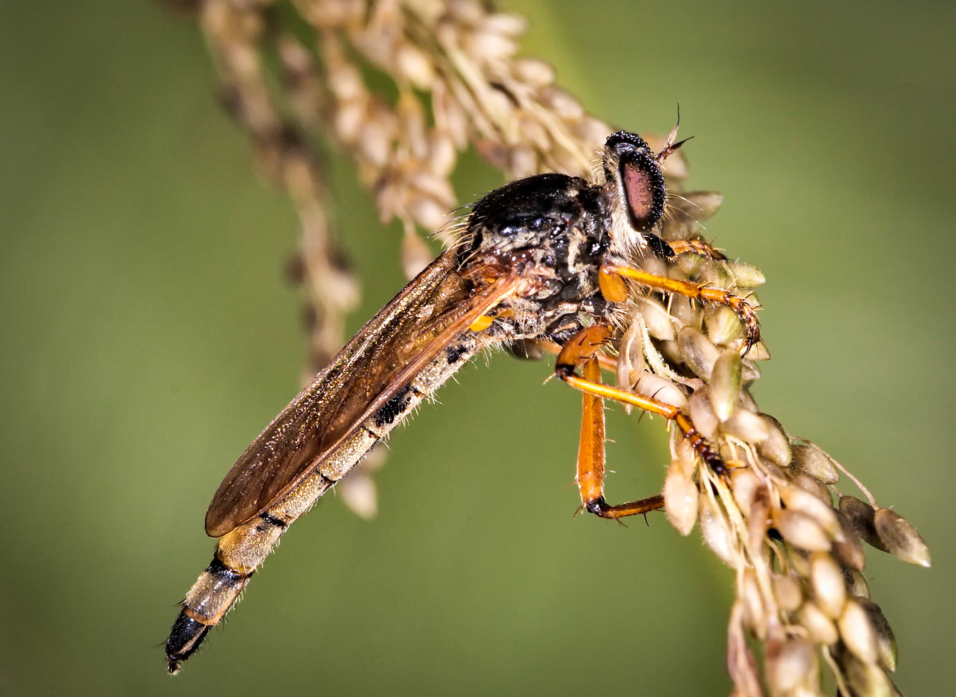 Robber Fly - Brisbane