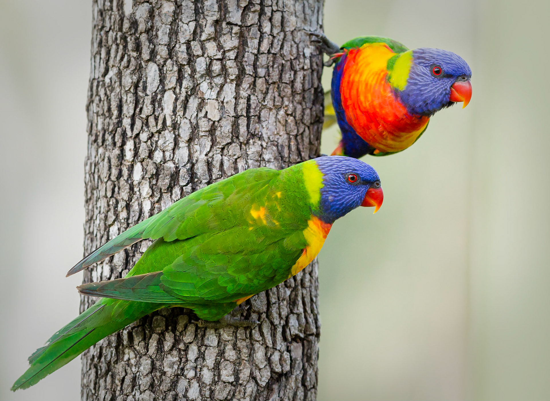 Rainbow Lorikeets - Cania Gorge