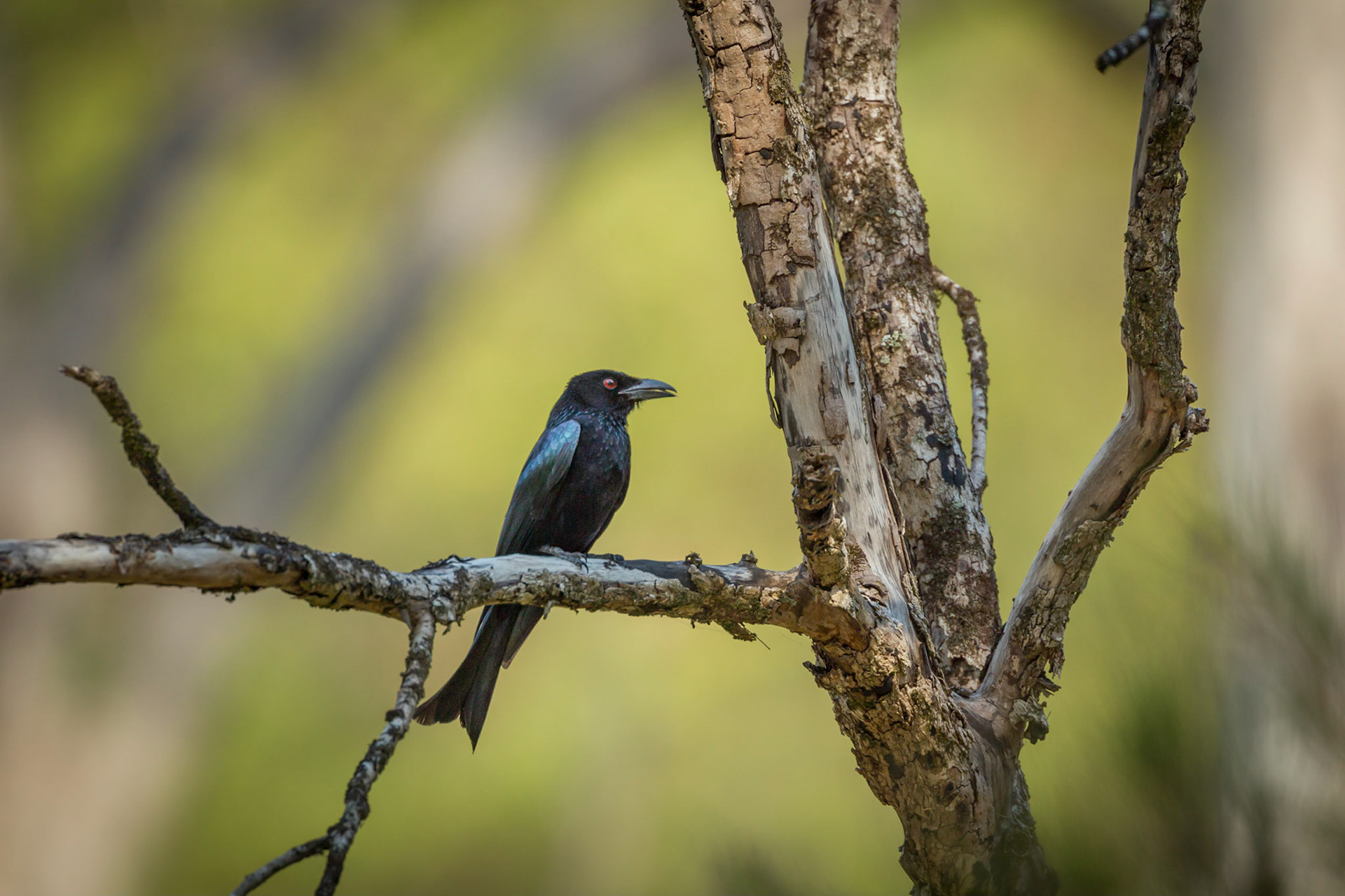 Spangled Drongo - Yandilla Kilcoy