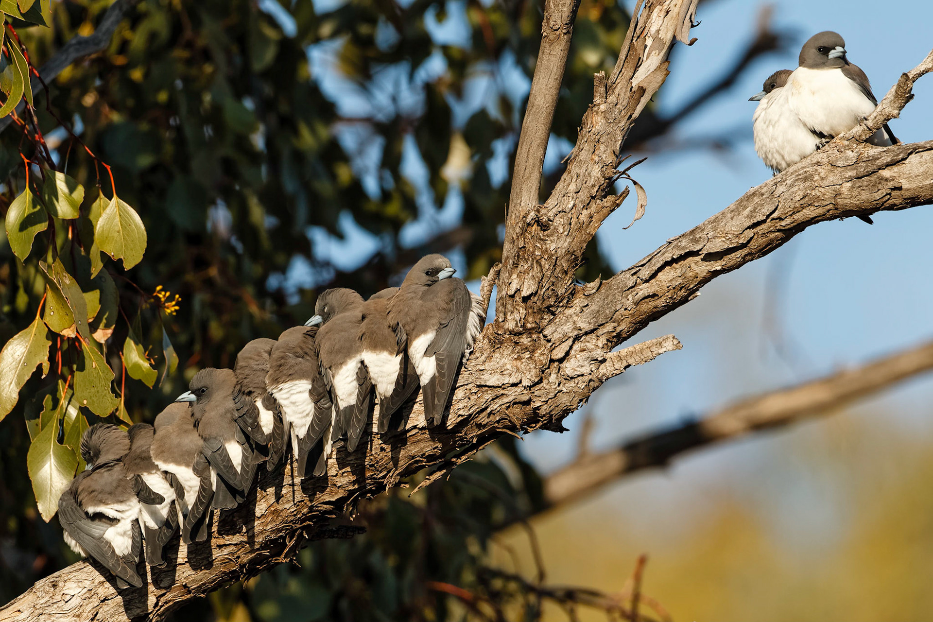 White-breasted Woodswallows - Bowra Sanctuary