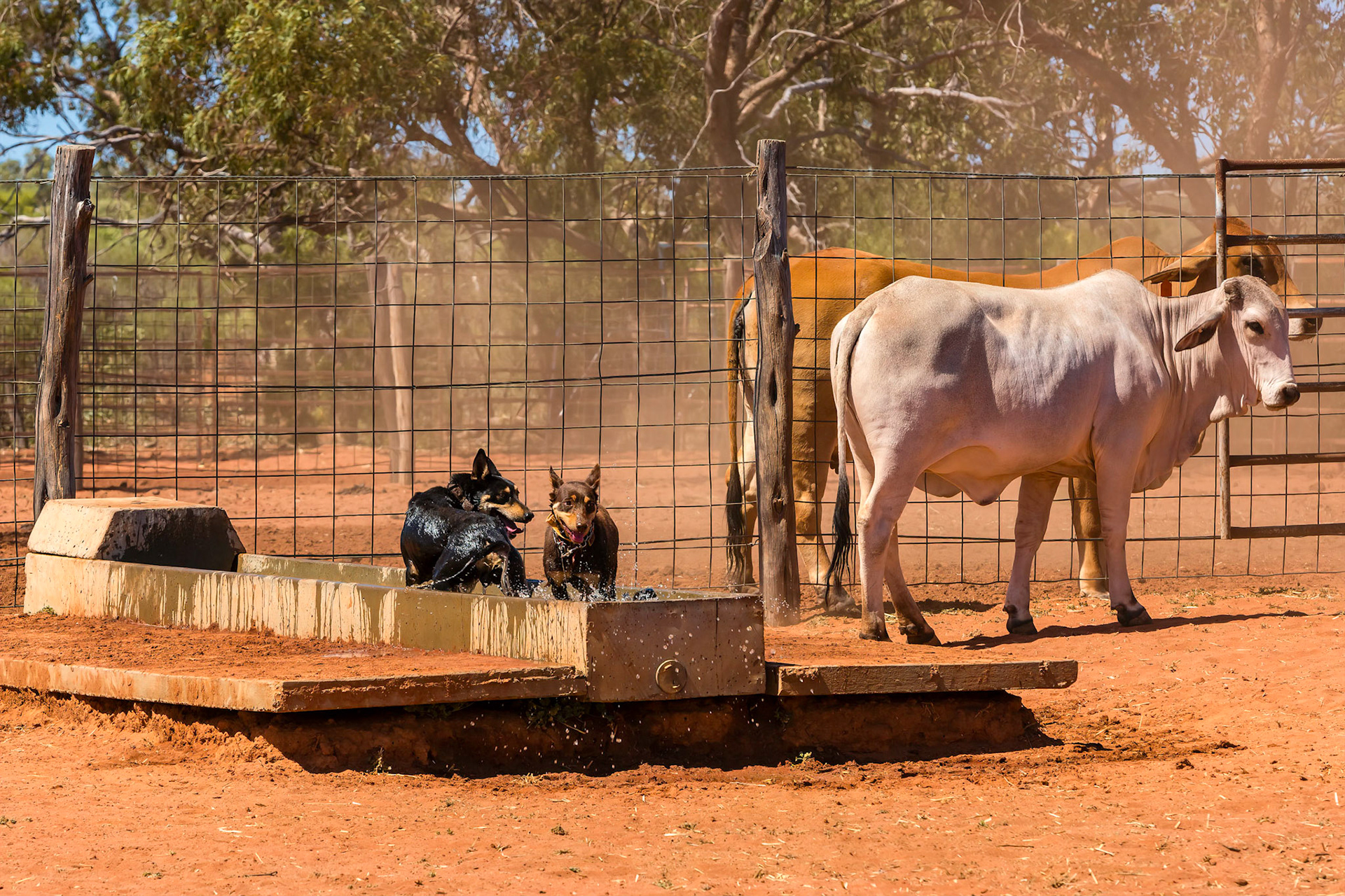 Cooling off after the muster