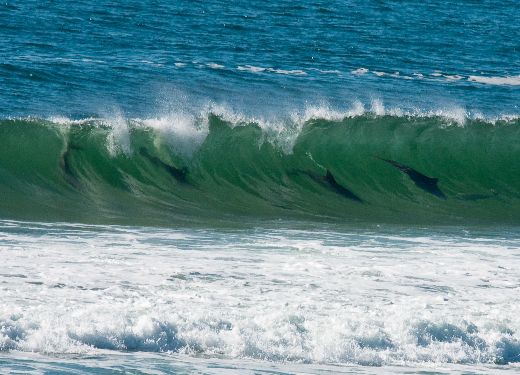 Dolphins - Yamba