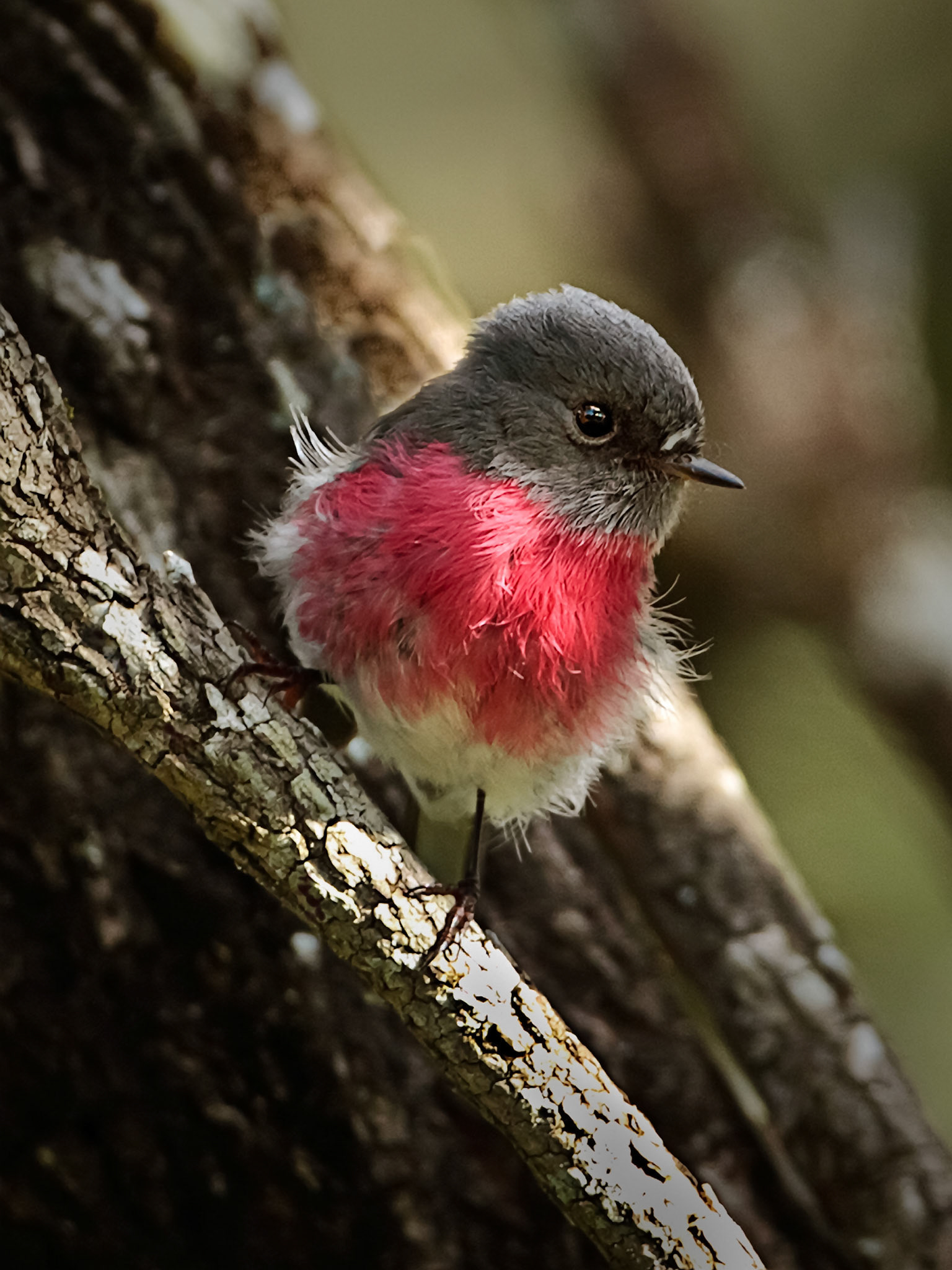 Rose Robin - Clarence River Gorge