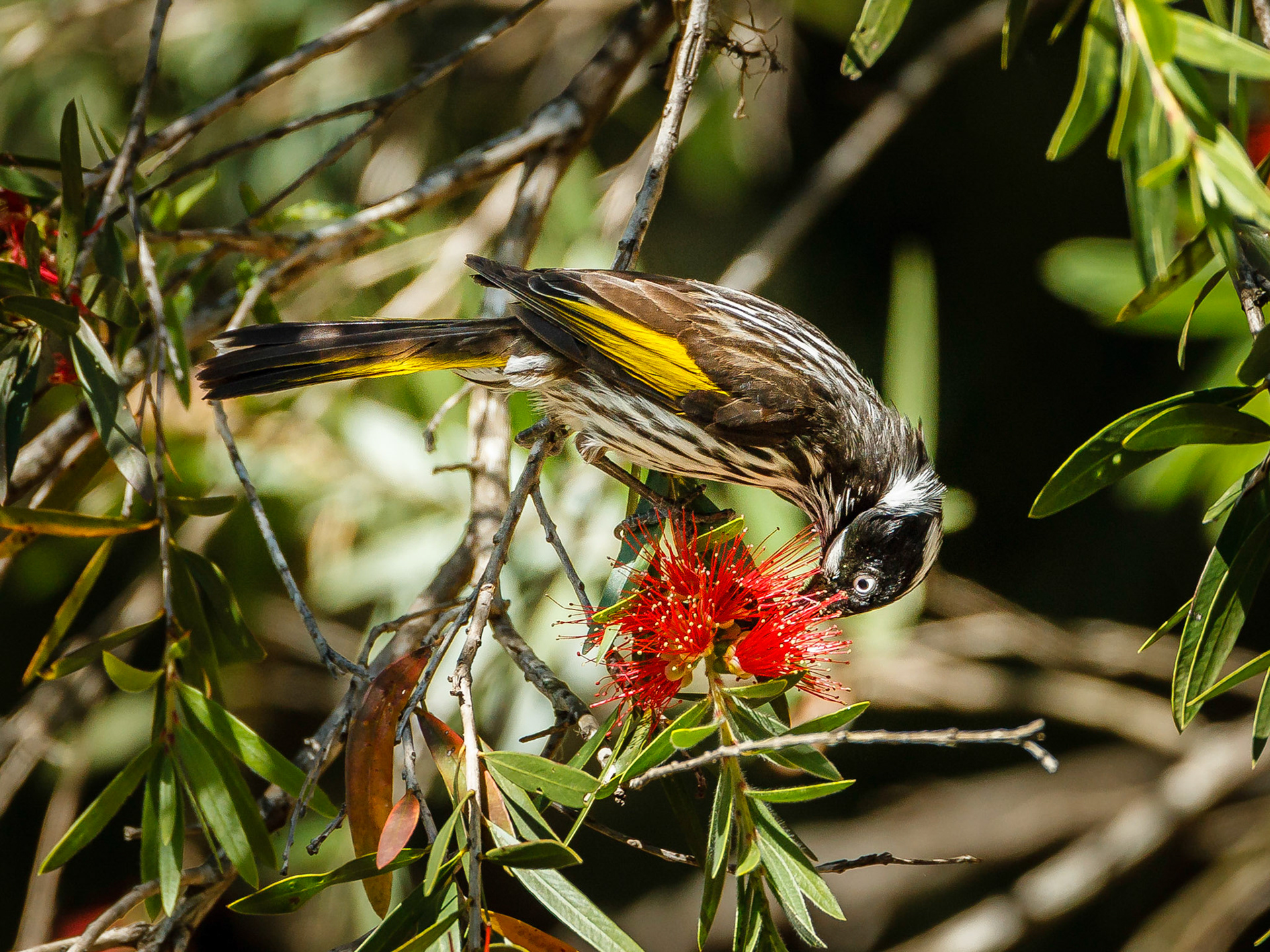 New Holland Honeyeater - Peach Trees SF