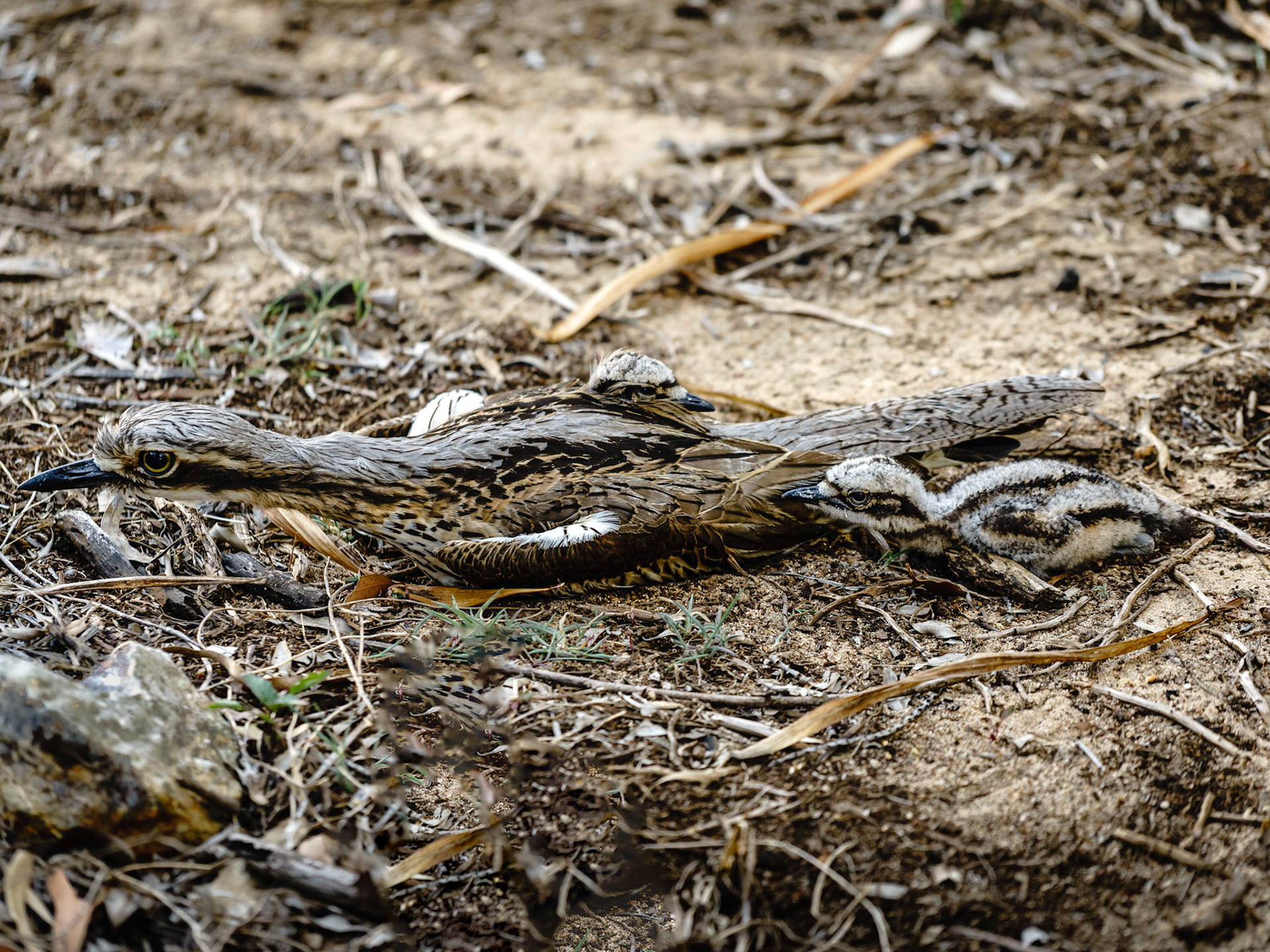 Bush Stone-curlew with chicks - Coochiemudlo Island