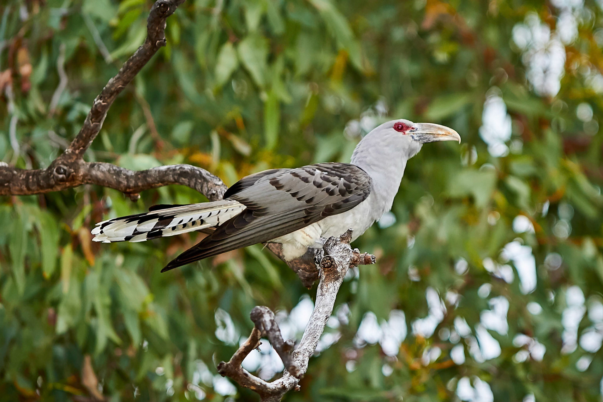 Channel-billed Cuckoo - Carnarvon Gorge