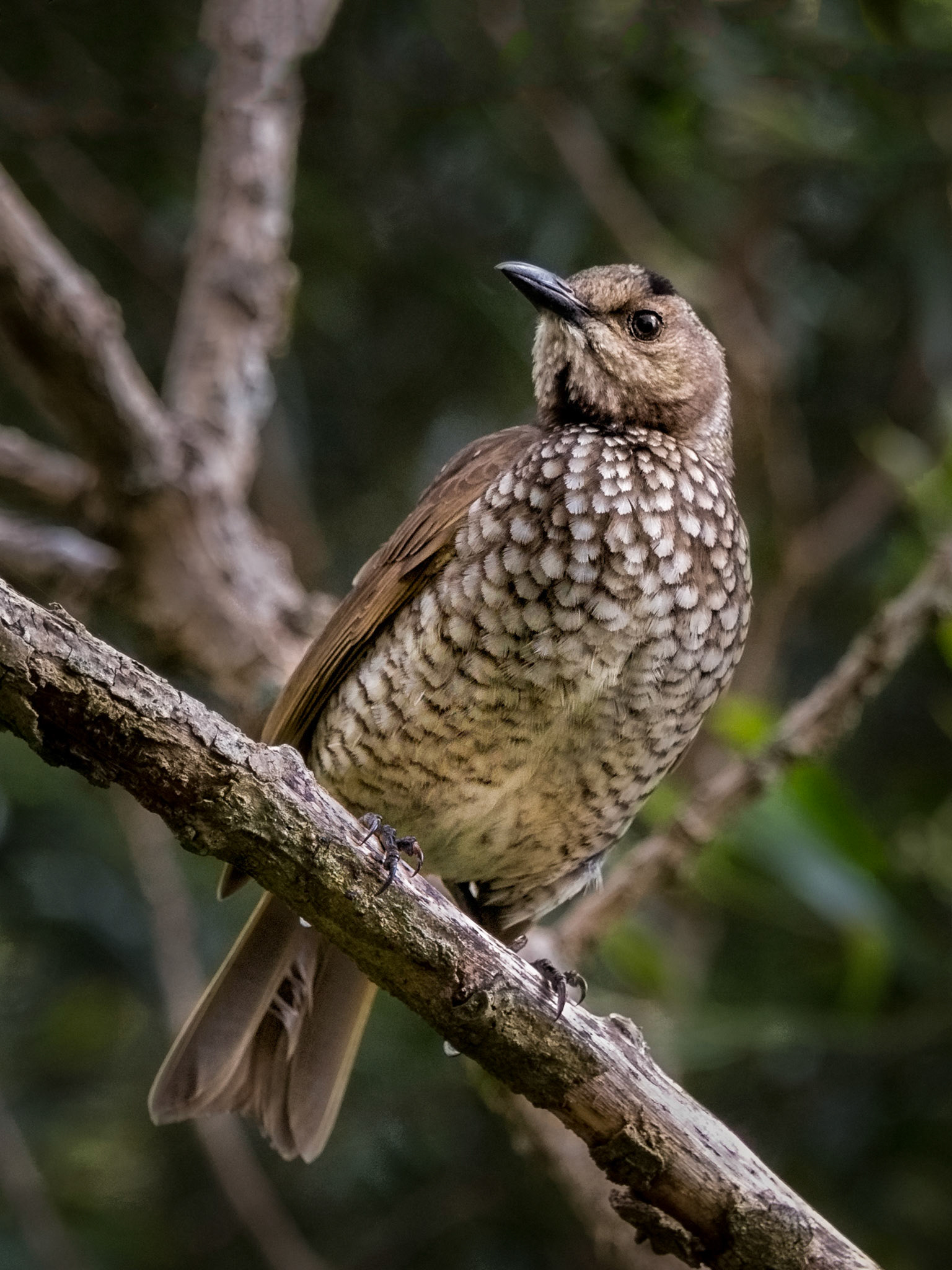 Regent Bowerbird (female) - Lamington NP