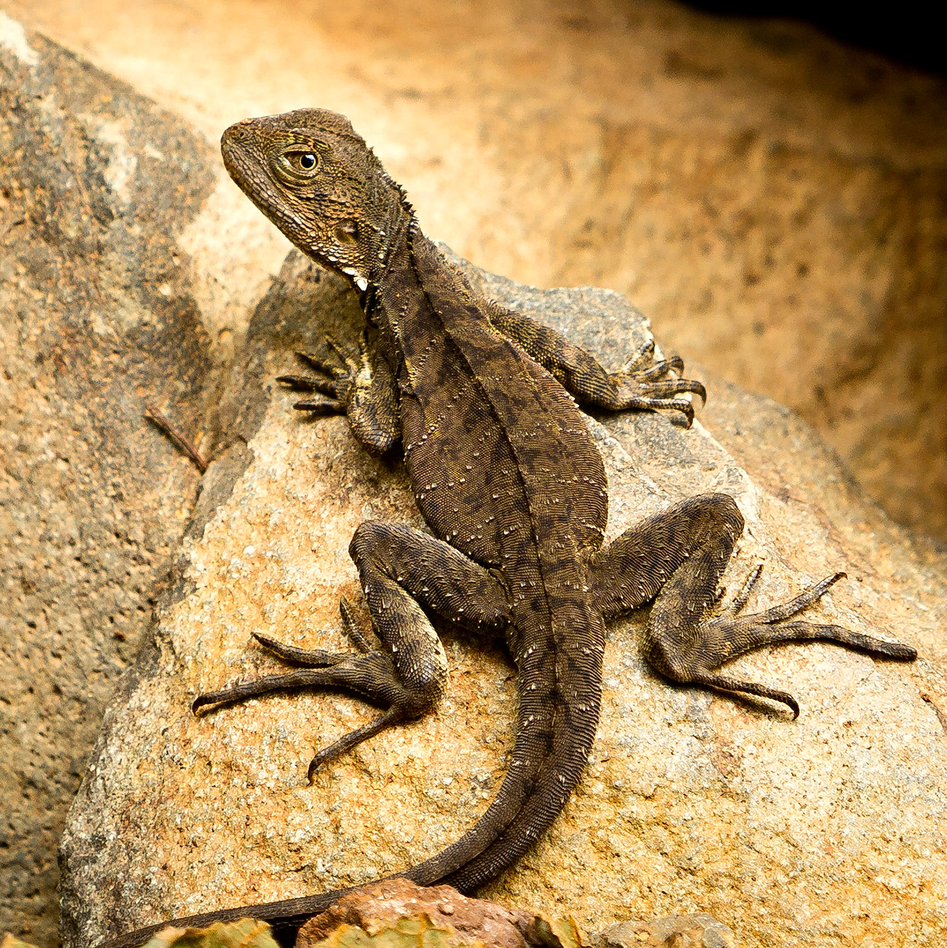 Southern Angle-headed Dragon - Goomburra NP