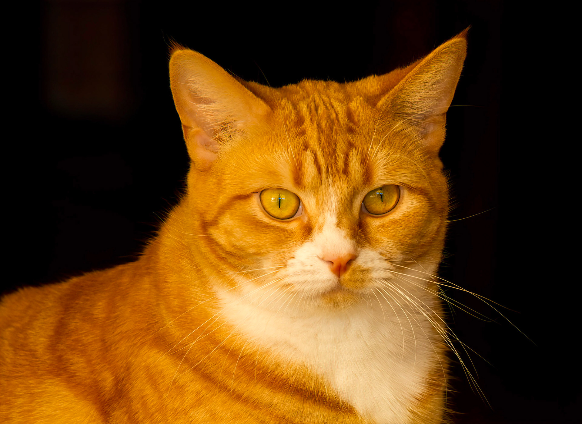 Miss Ginger - Manly West