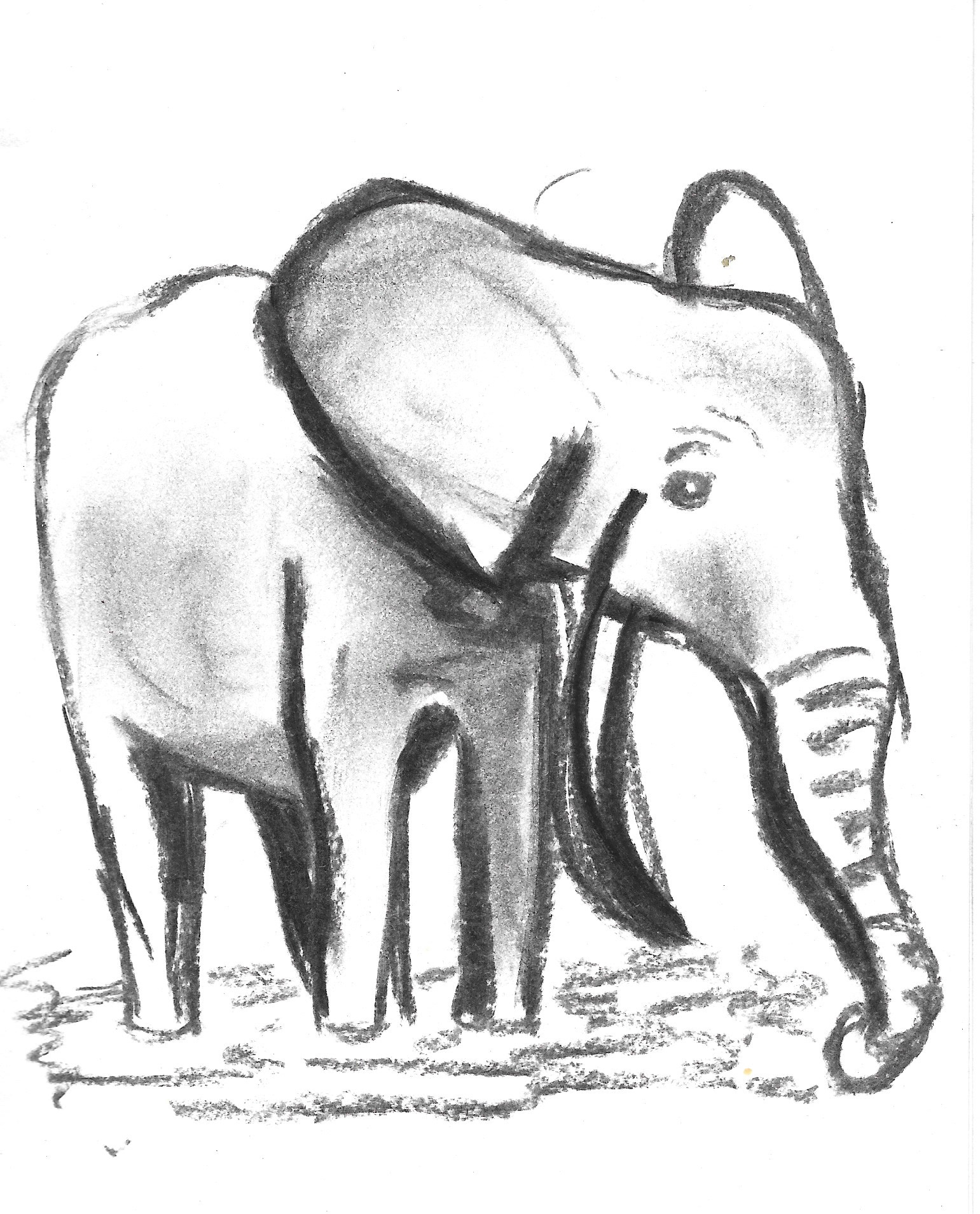 Elephant Sketch - Charcoal on Paper