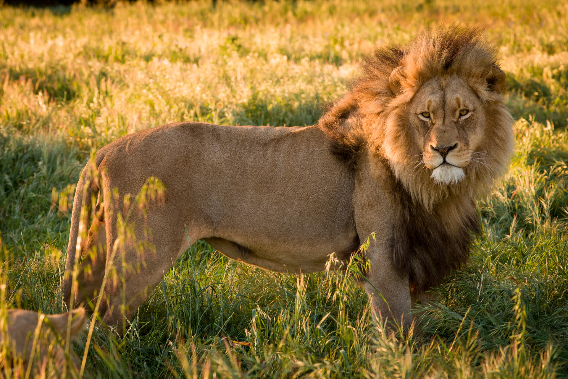 Lion in Fairy Glen, South Africa