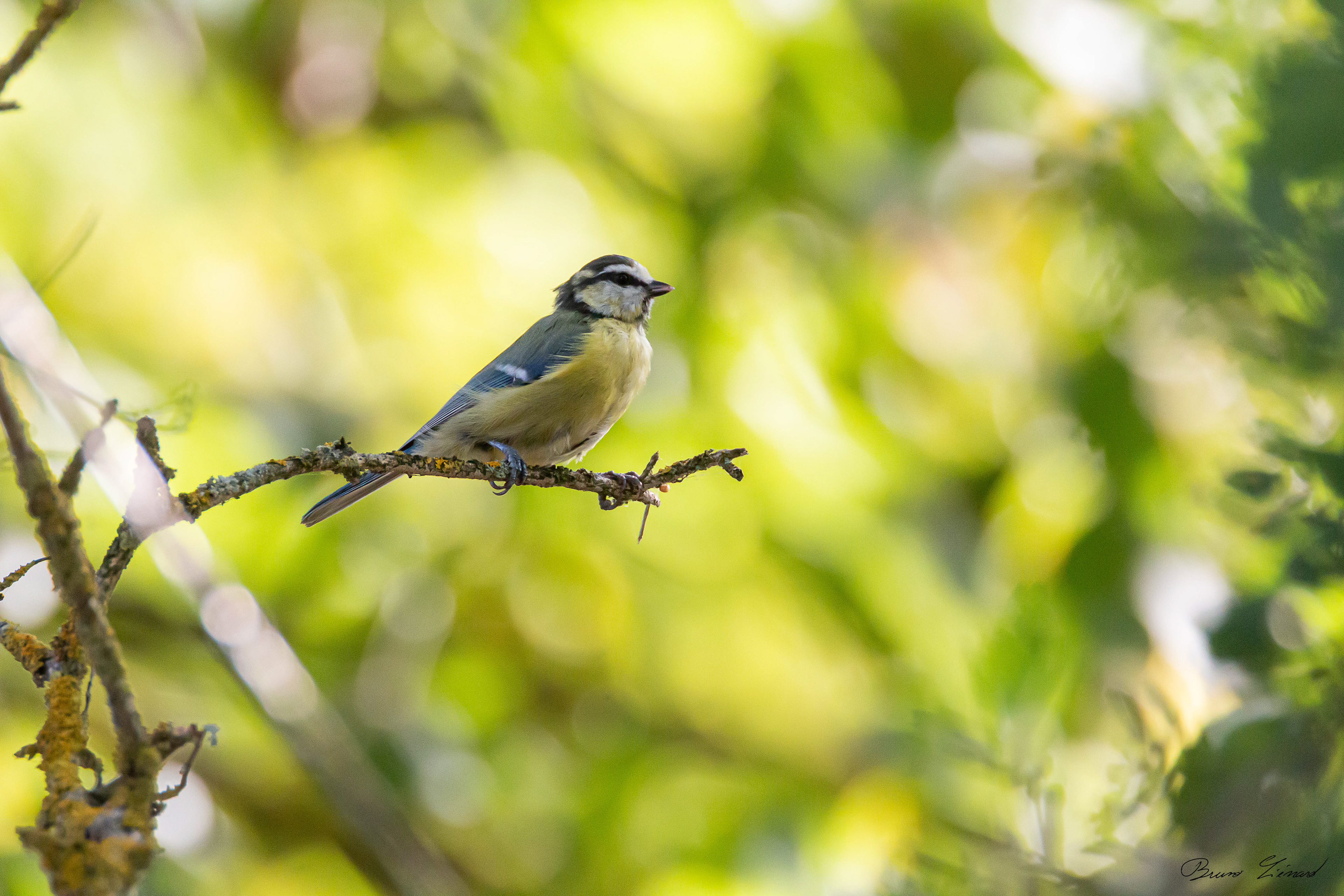 Mésange bleue