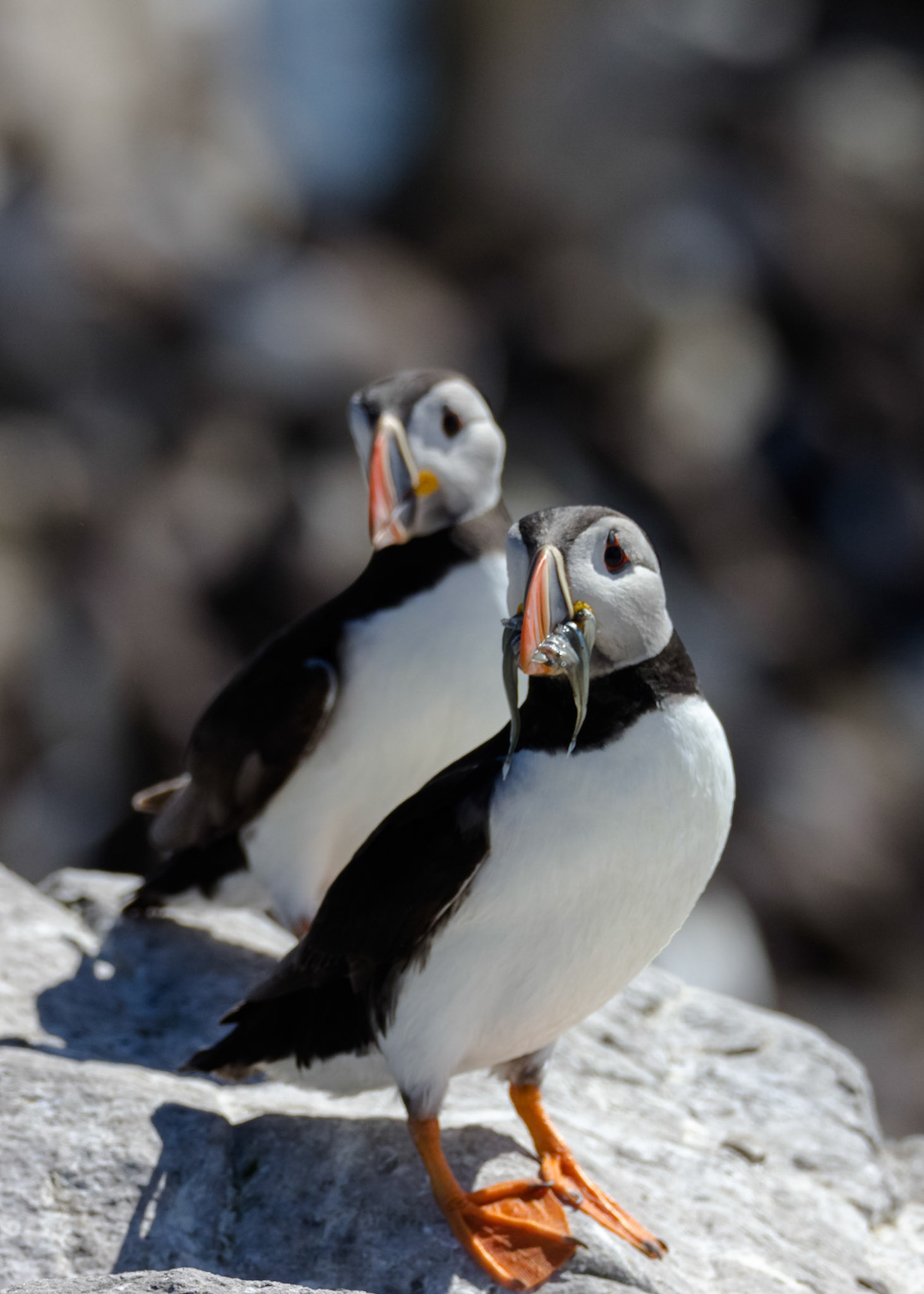 "Atlantic Twins"