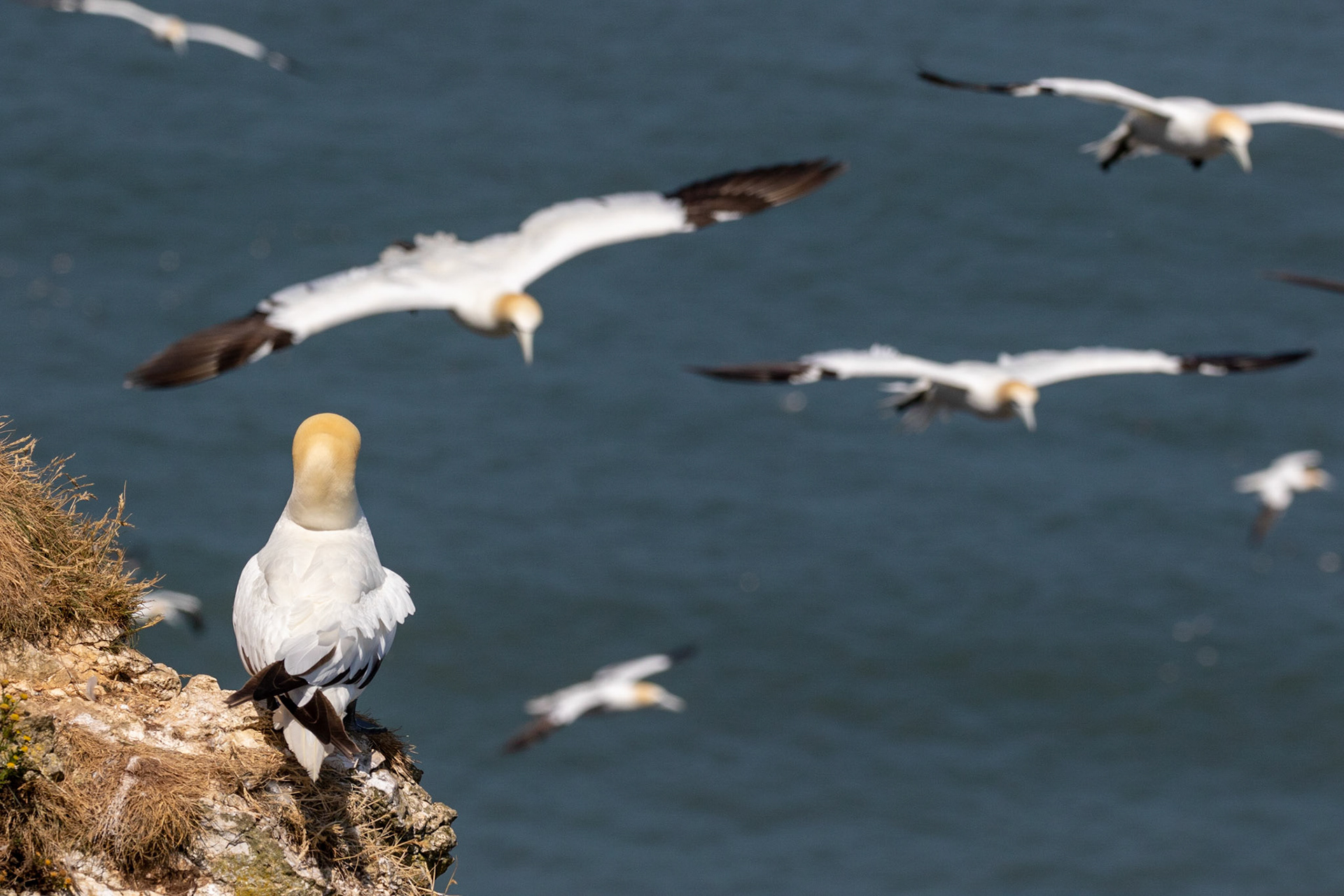 "Inspecting the fly past"