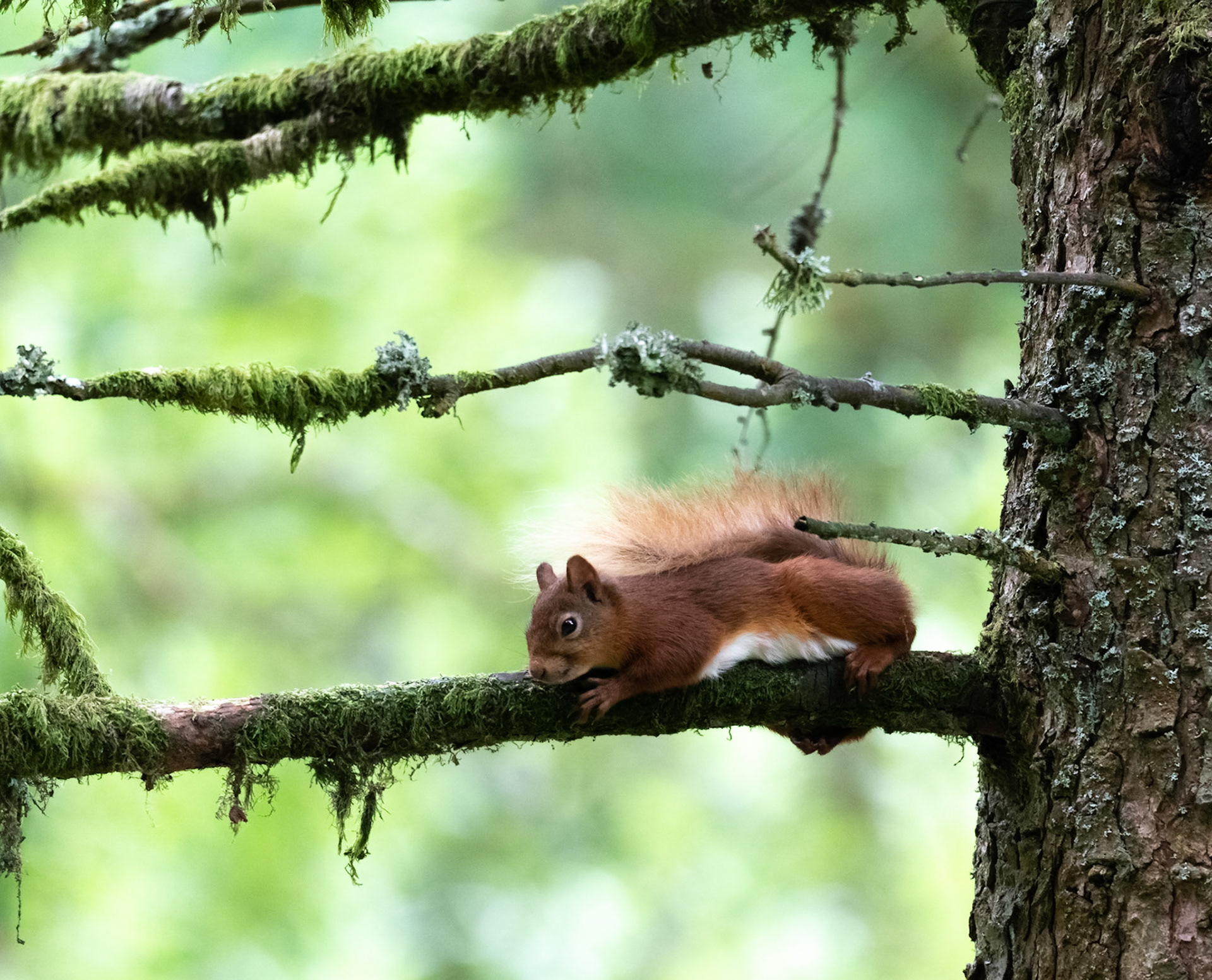 "A branch too far"