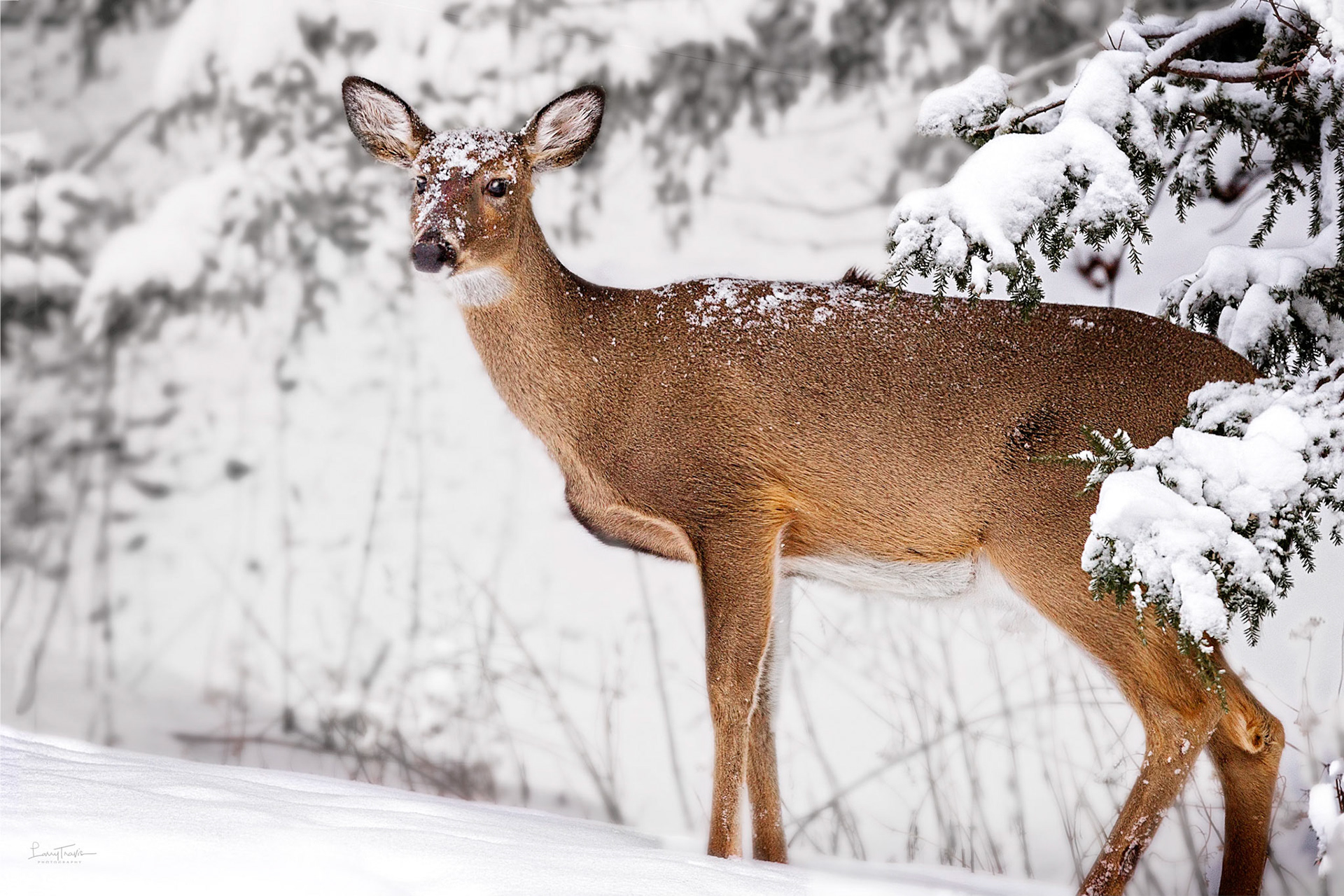 Larry Travis Photography Wildlife
