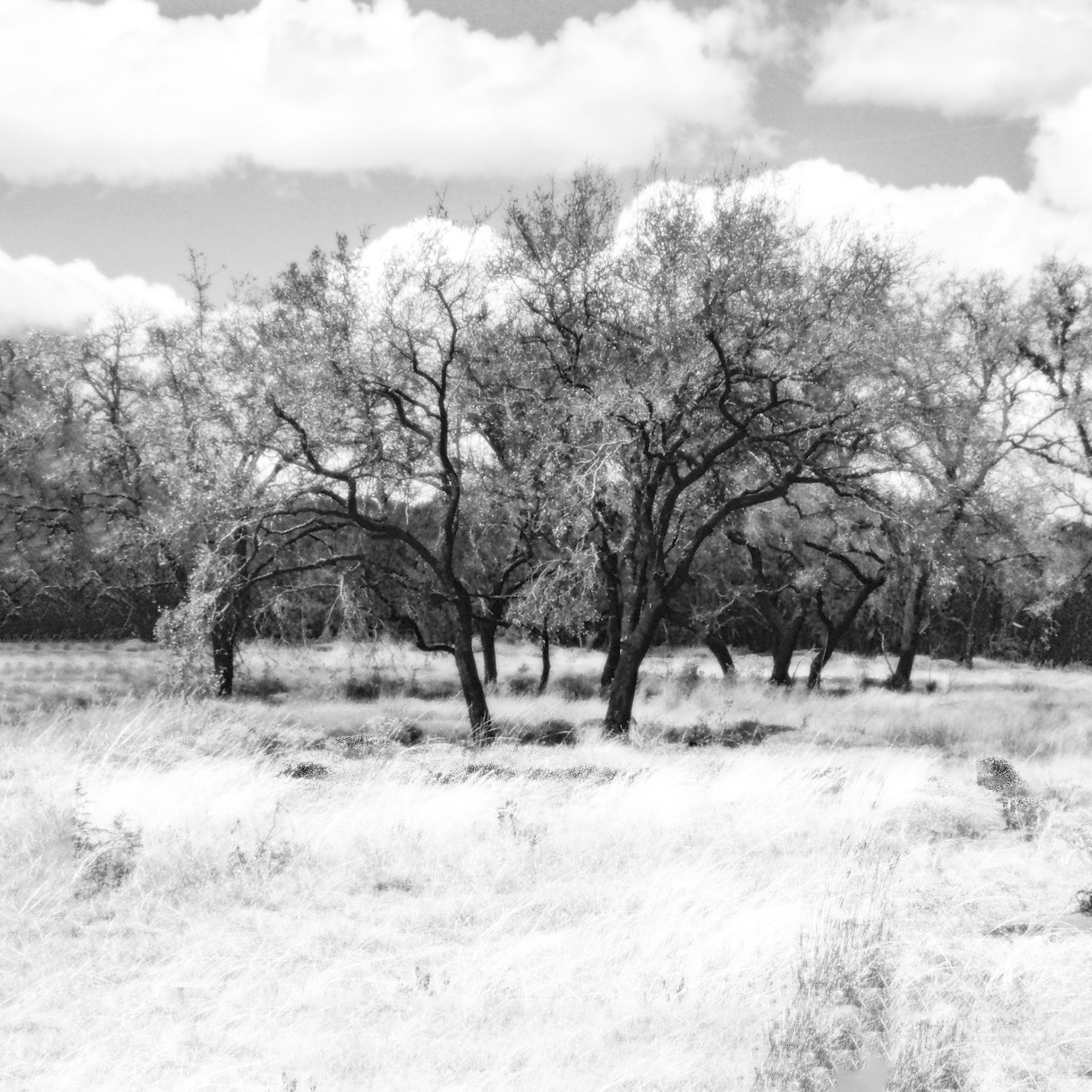 Pedernales State Park