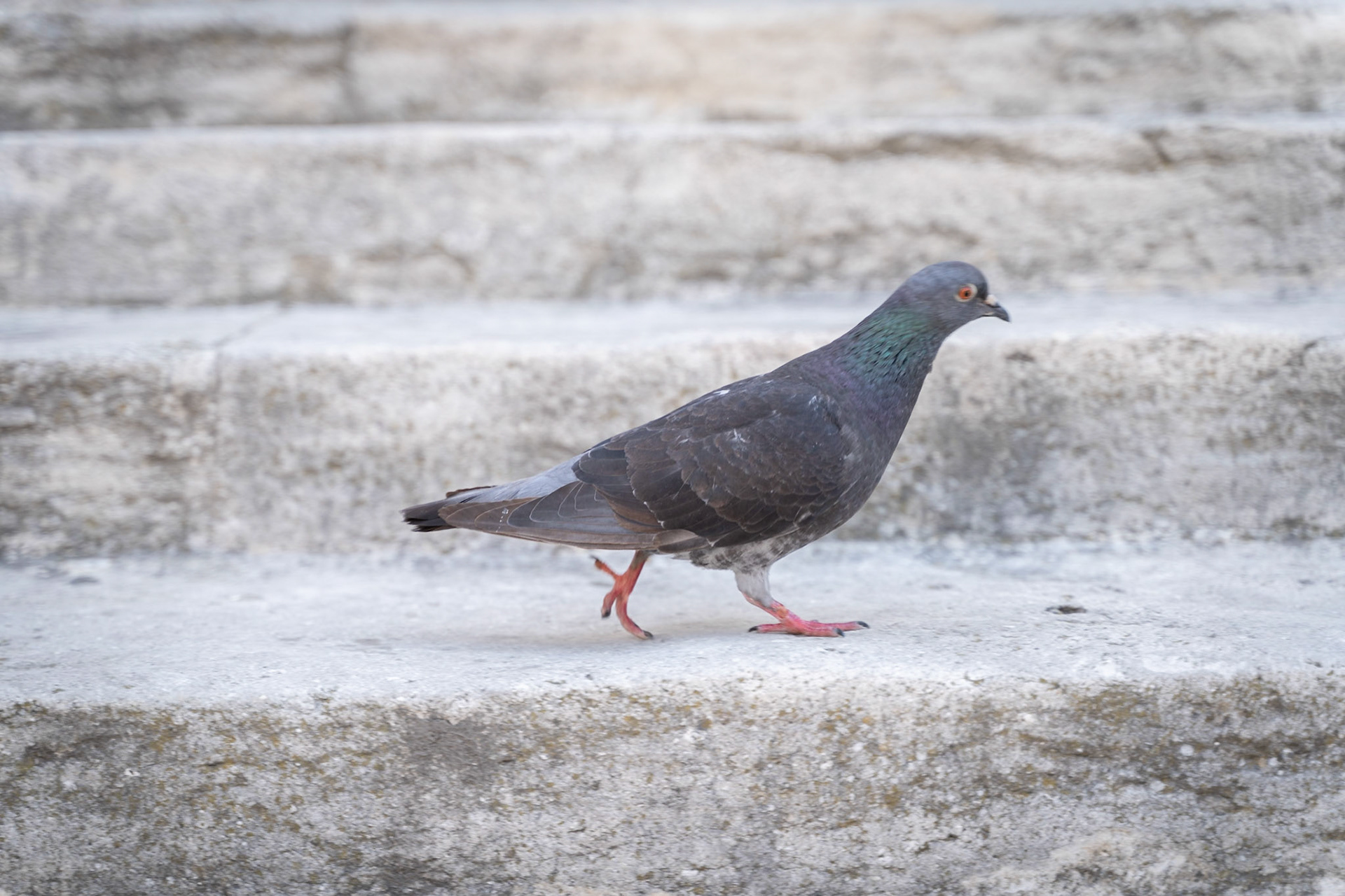 Pigeon in Saint-Rémy-de-Provence