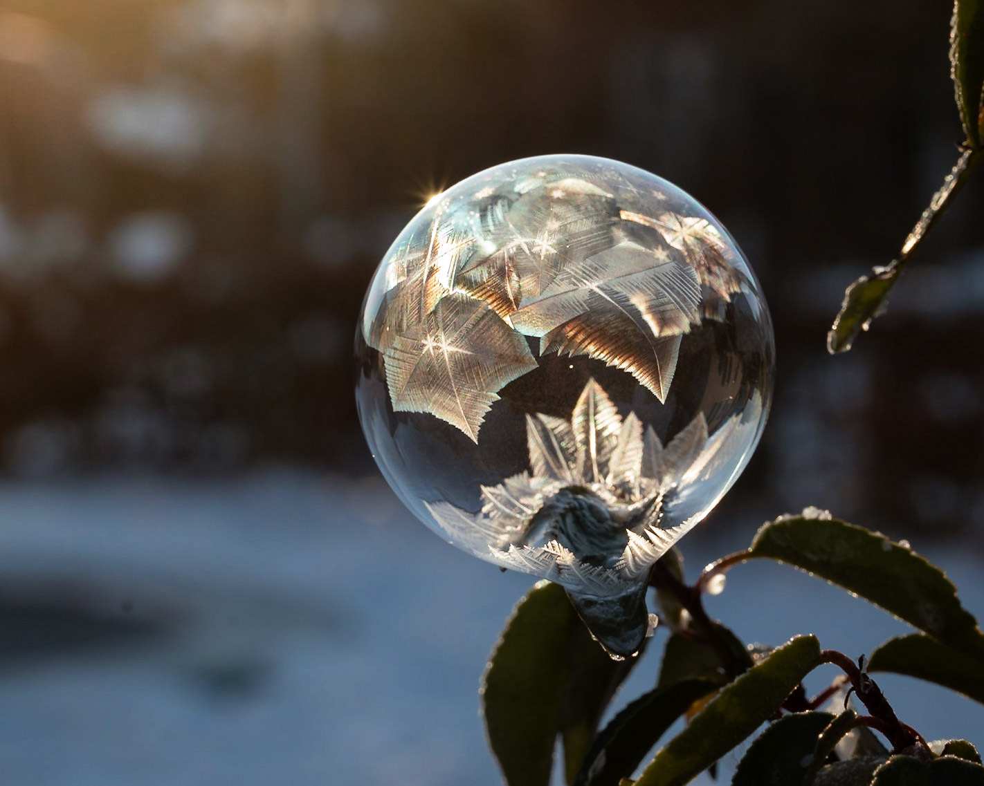 Frozen Soap Bubble With Ice Flowers