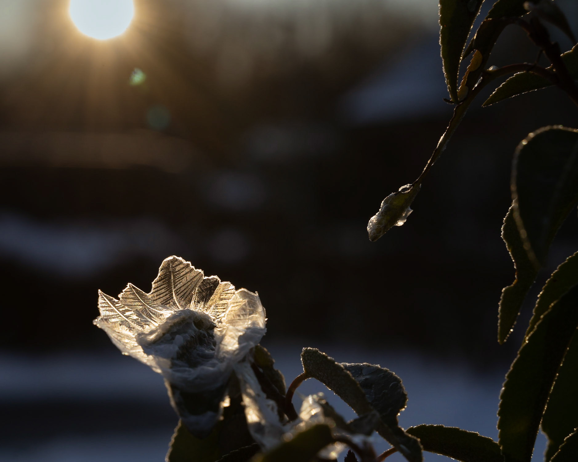 Frozen Soap Bubble With Ice Flowers