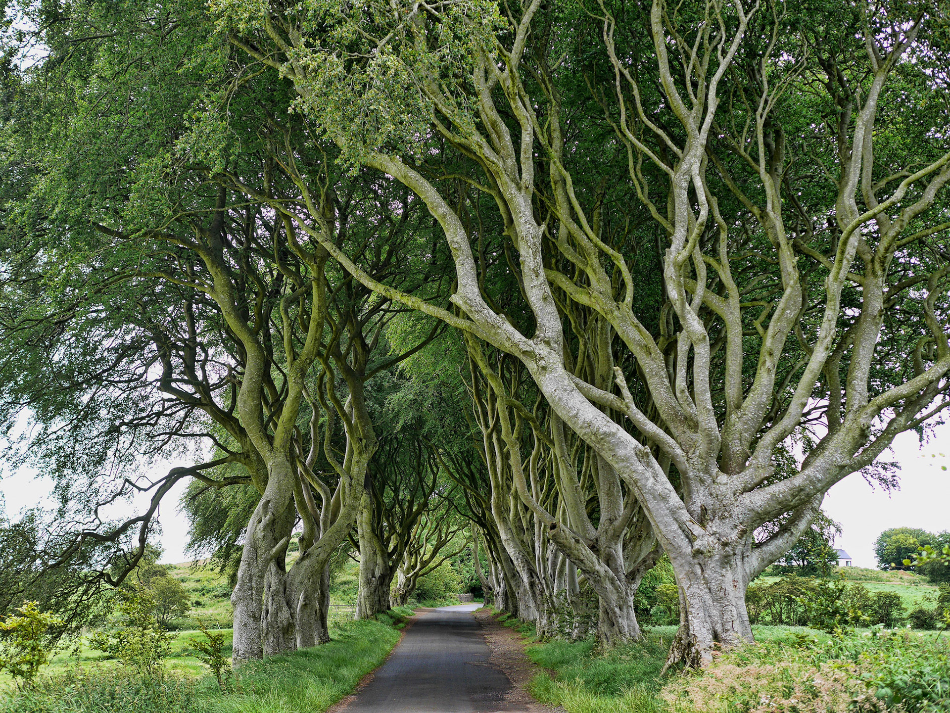 Mary Farmer - The King's Road --- 2019, Metal Print, , 11x14 Print/Paper, $N/A, 18x24 Framed, $325