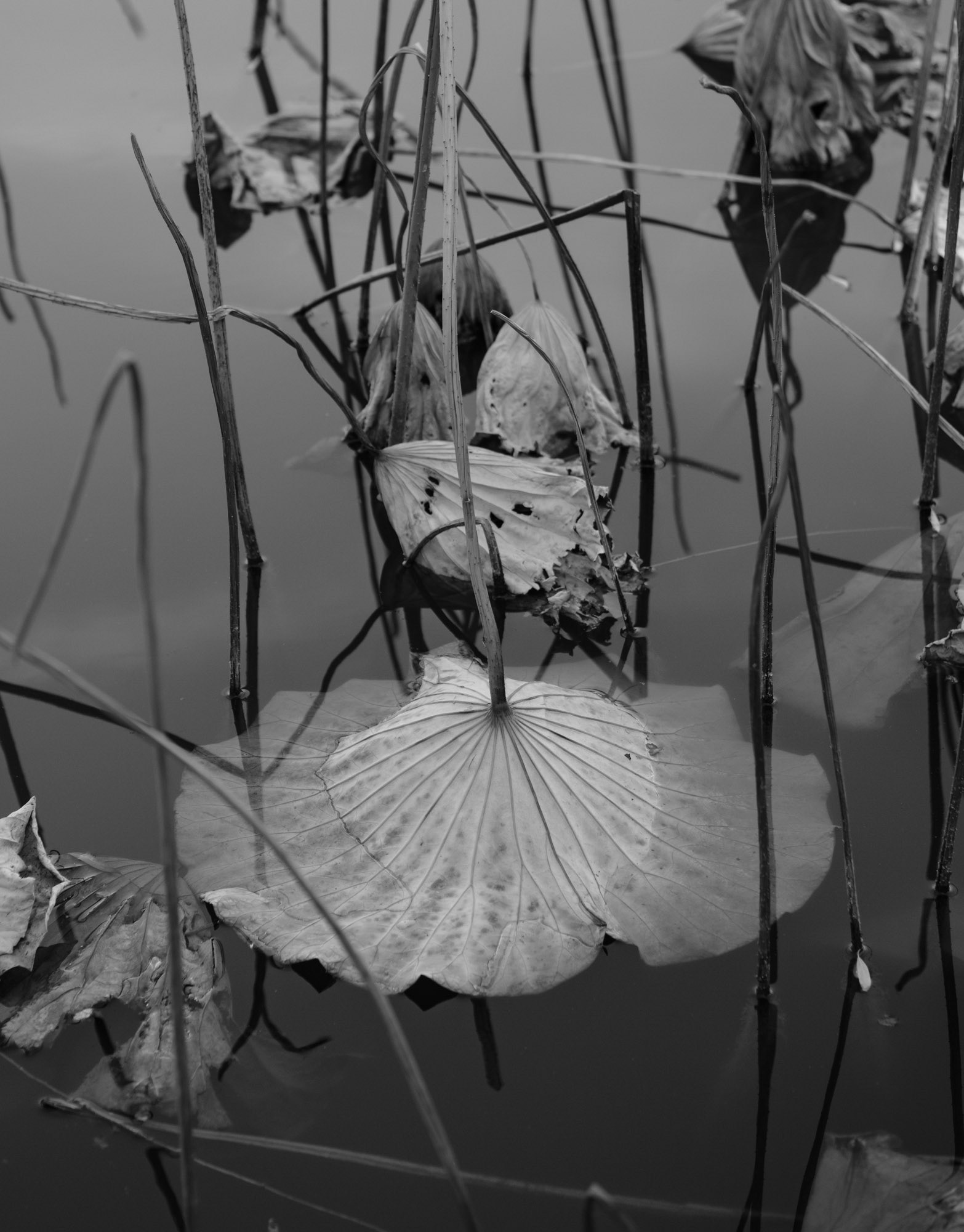 Withered Lotuses 2