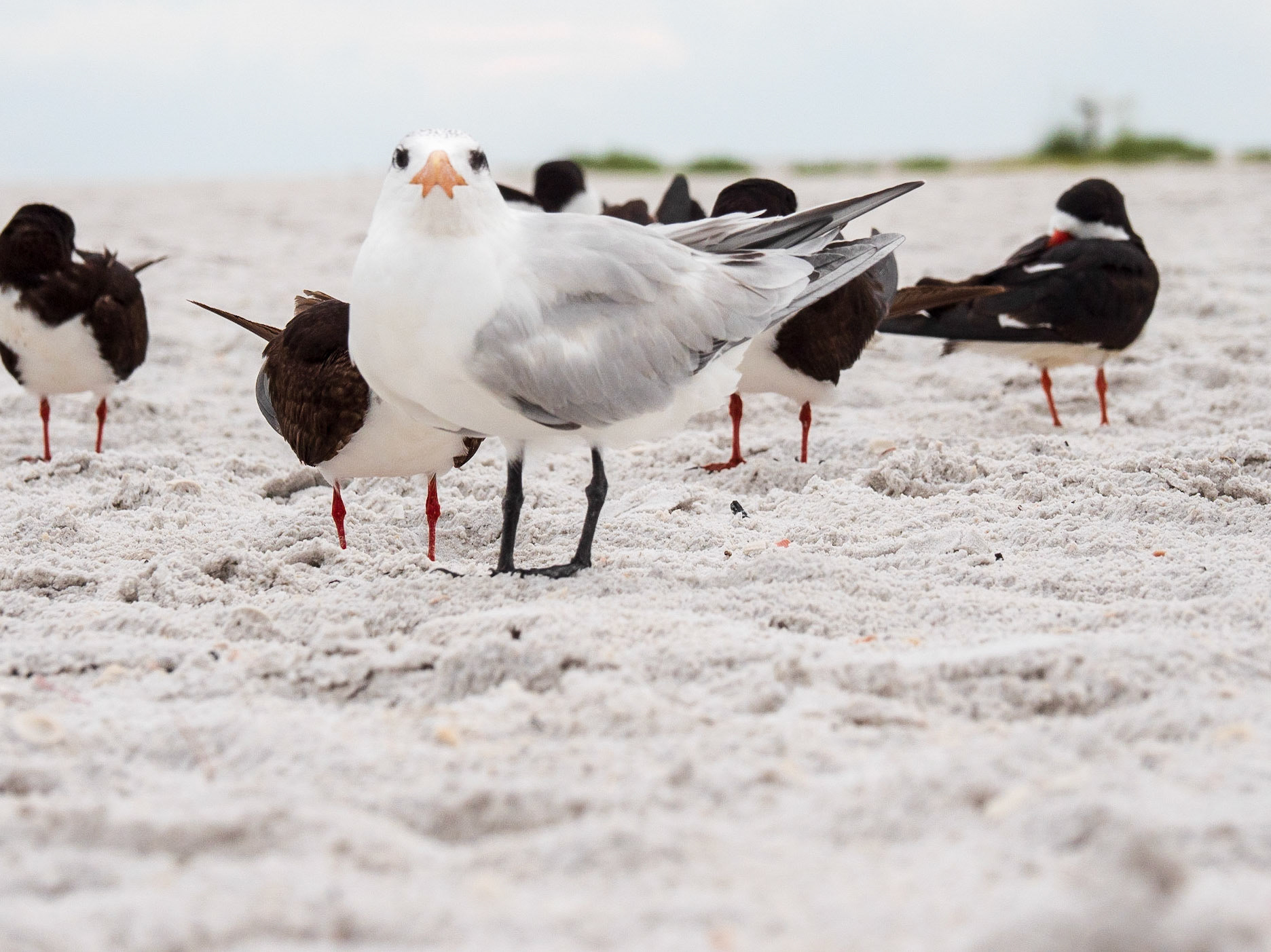 Sarasota, Florida, USA