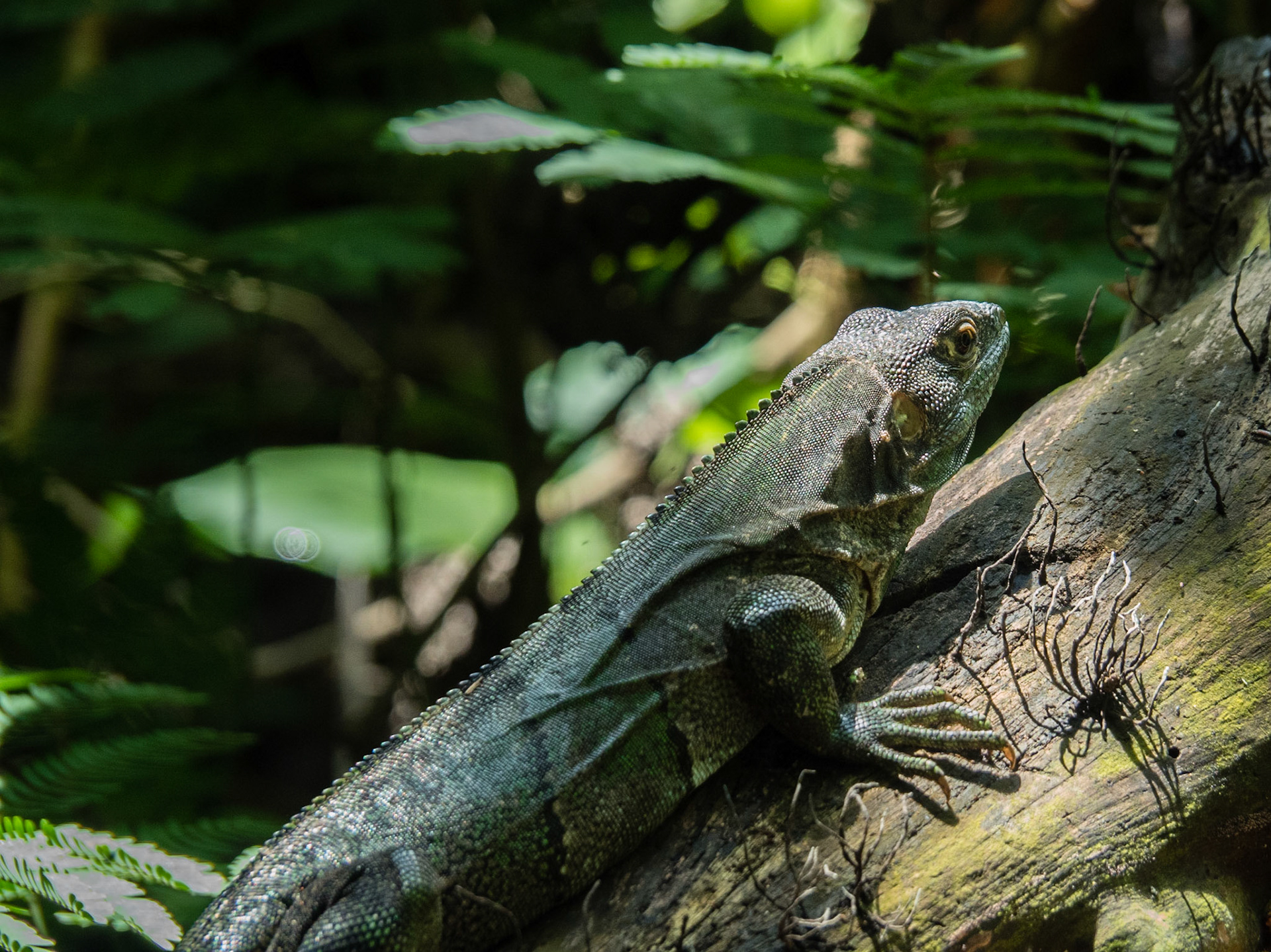 Costa Rica