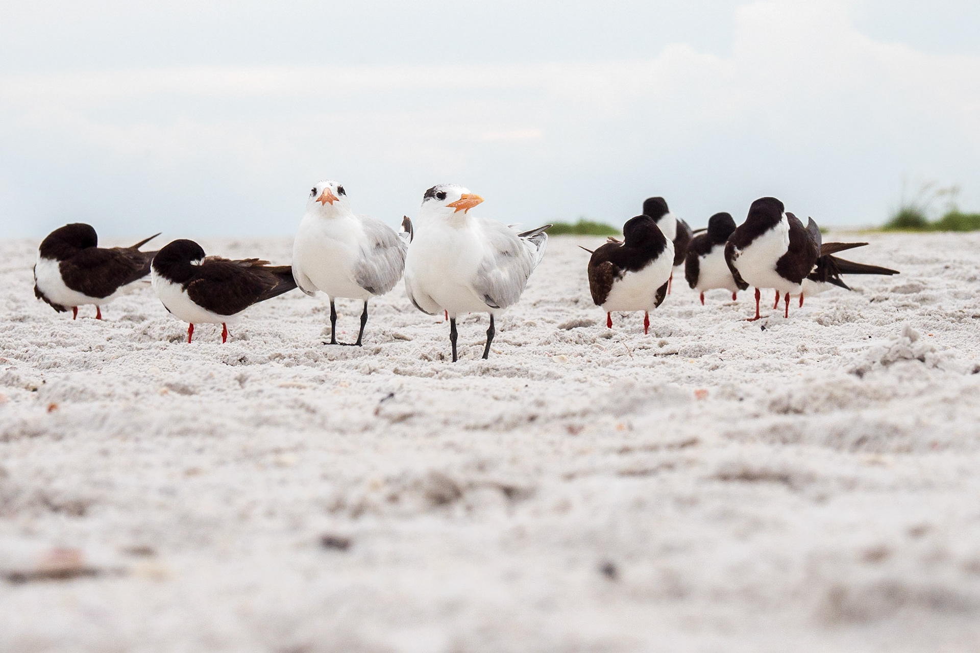 Sarasota, Florida, USA