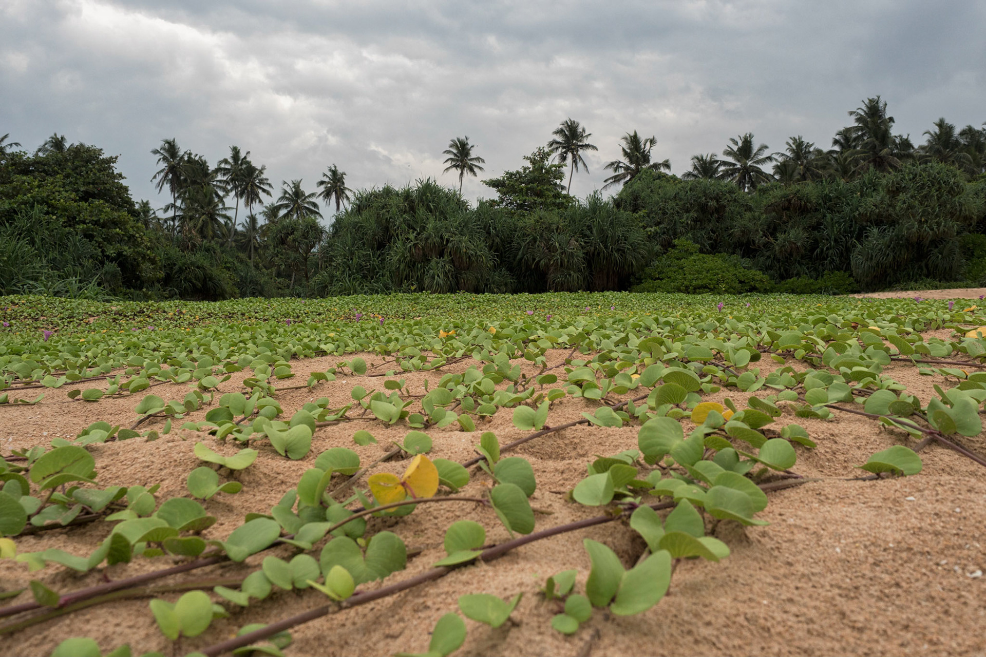 Bentota, Sri Lanka