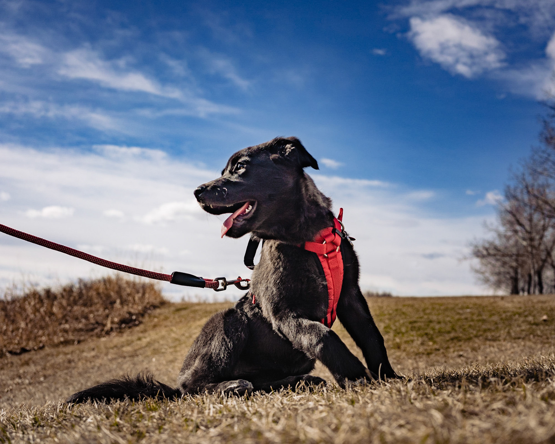Portrait of our dog Mara