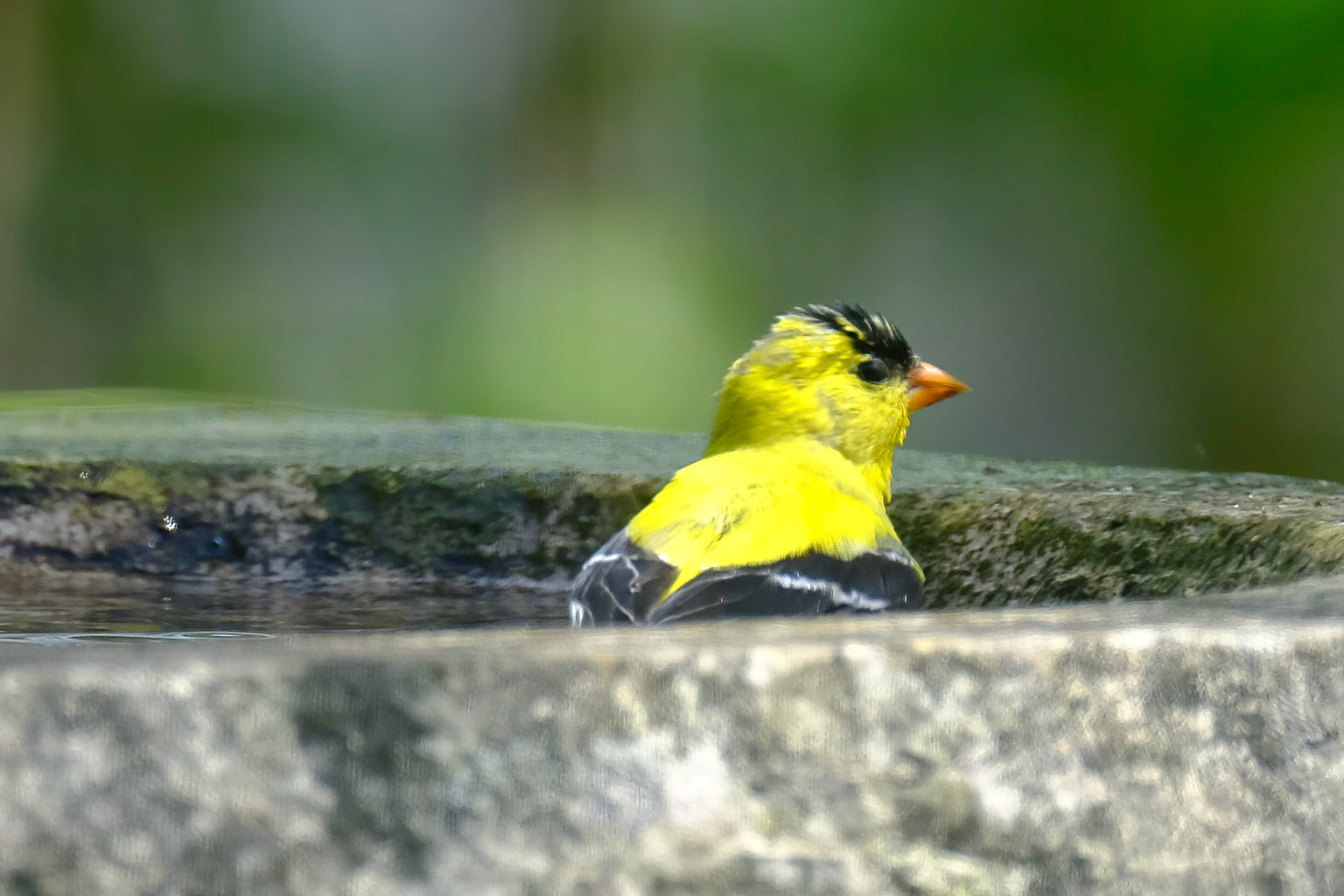 Goldfinch (Spinus tristis)