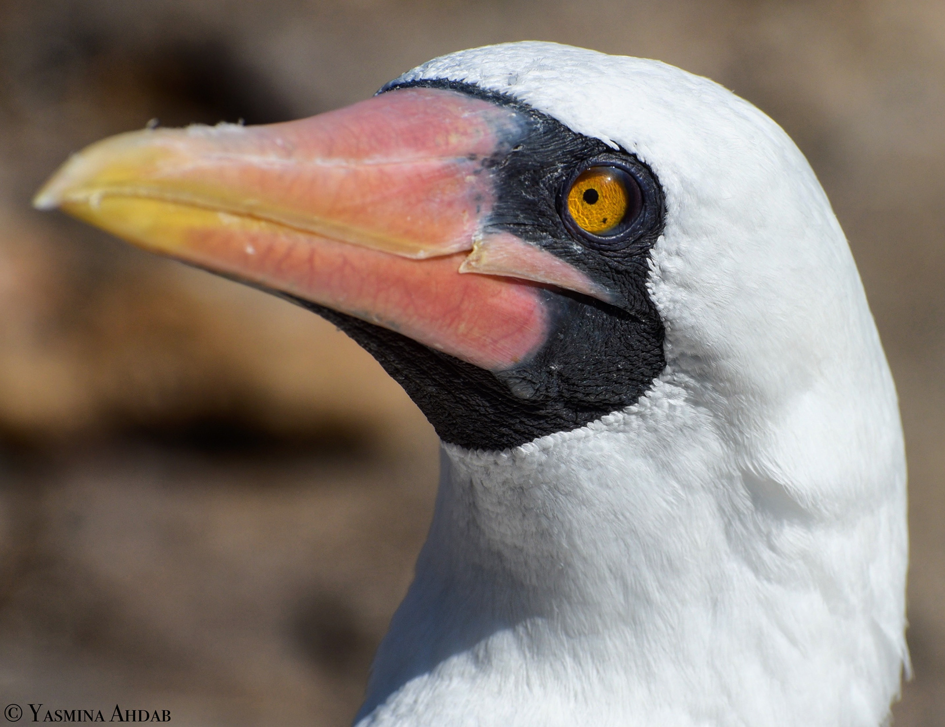 Yasmina Ahdab - Nazca Booby