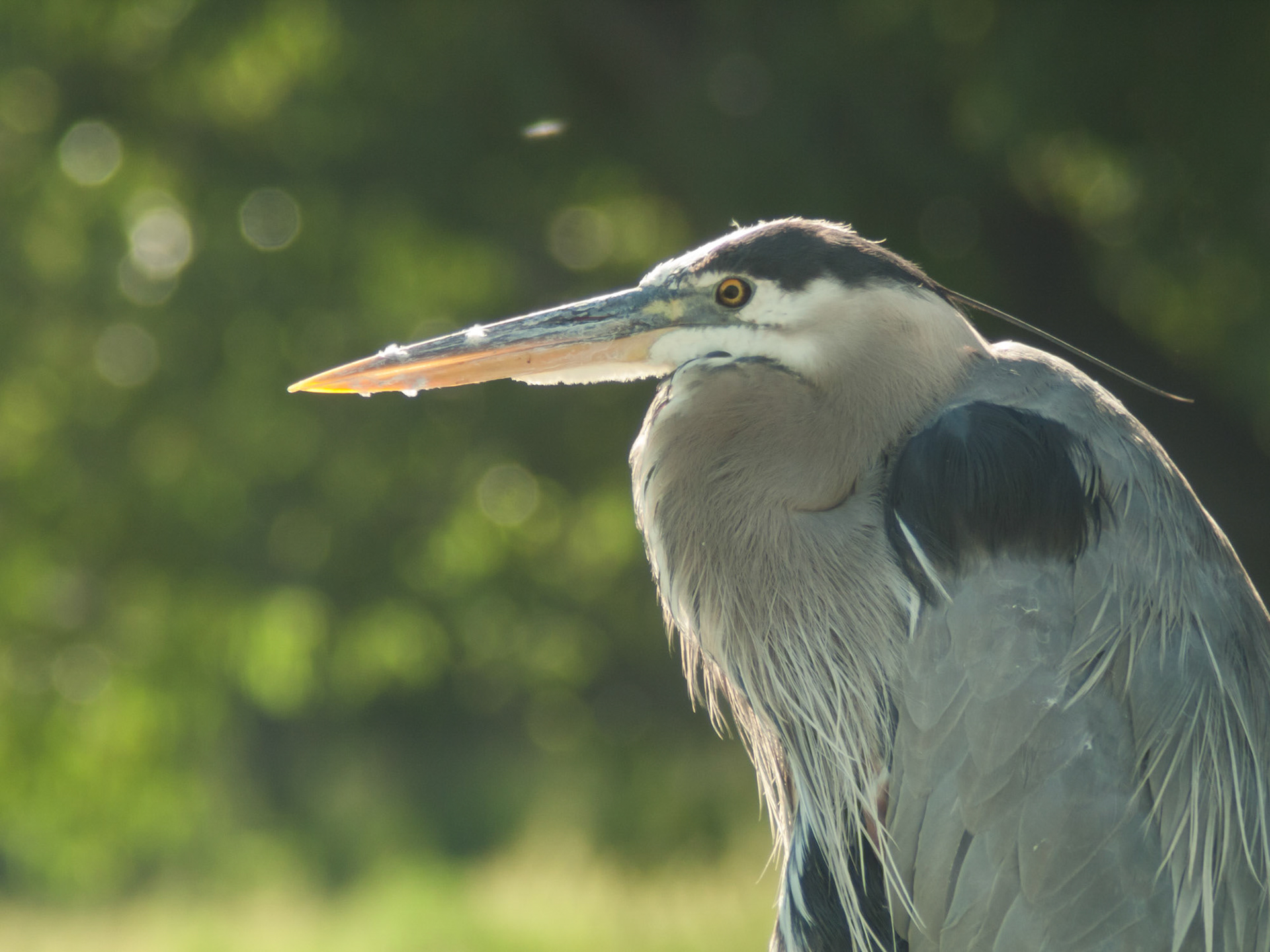 Great Blue Heron at Stone House park, Lakewood, CO