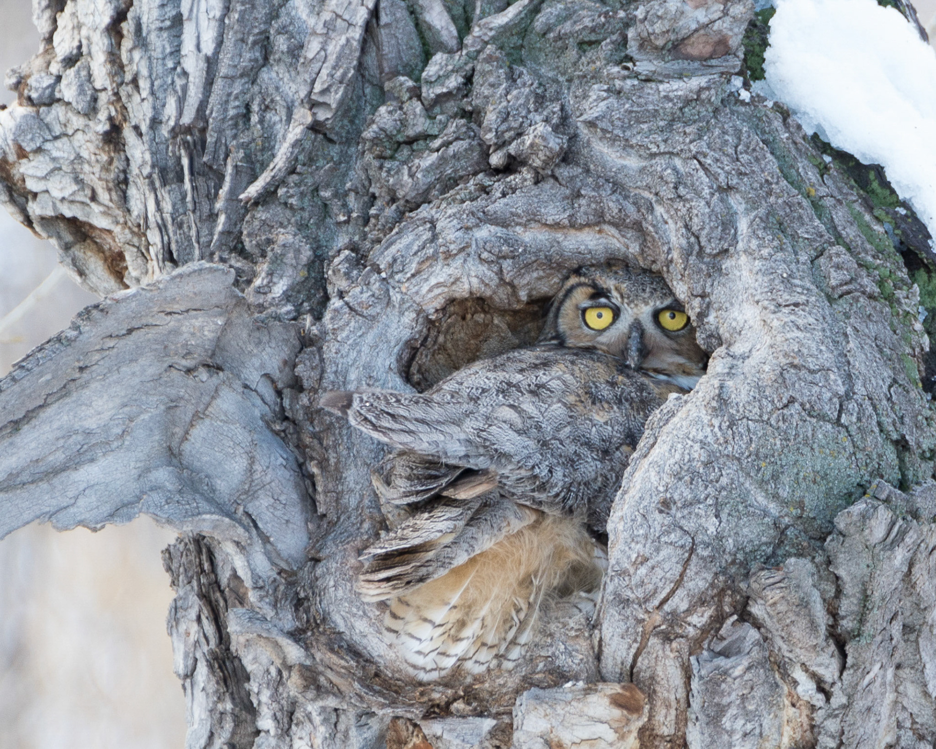 Great Horned Owl trying to fit into tree nest