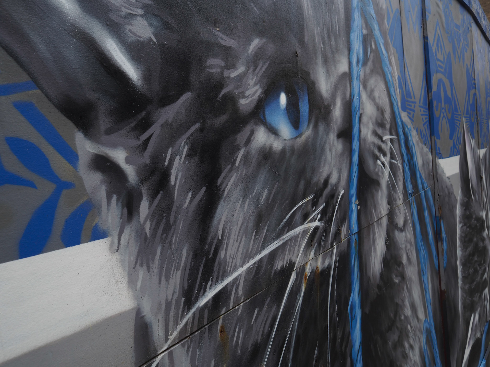 Graffitti Cat