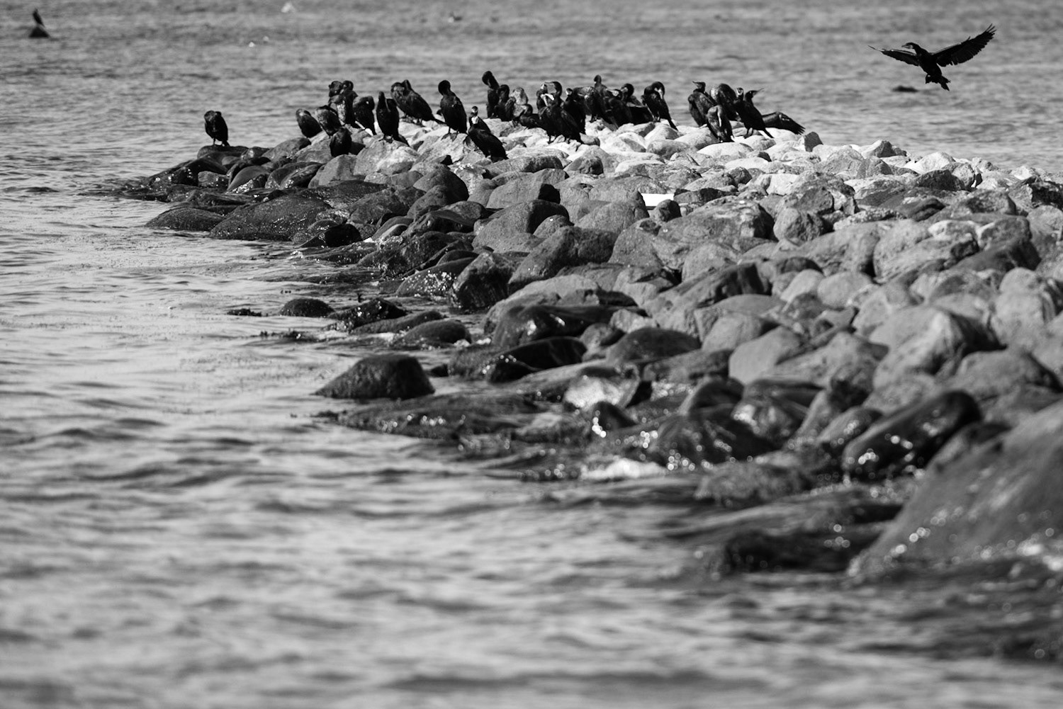 Flight of birds