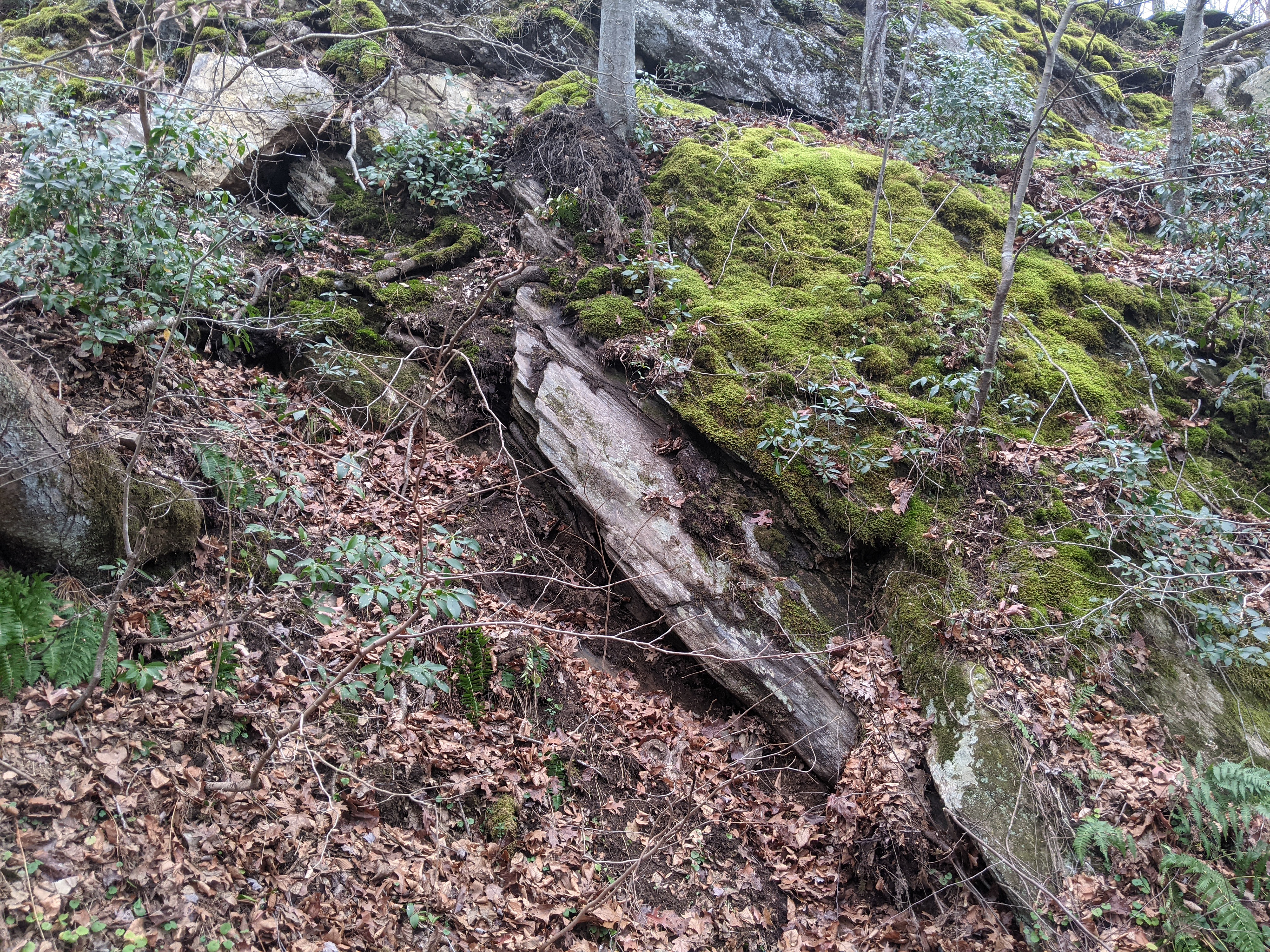 An image taken from the side of the outcrop showing the layers dipping towards the right side of the image. The outcrop is covered in moss and small trees. No freshly exposed surfaces are seen.