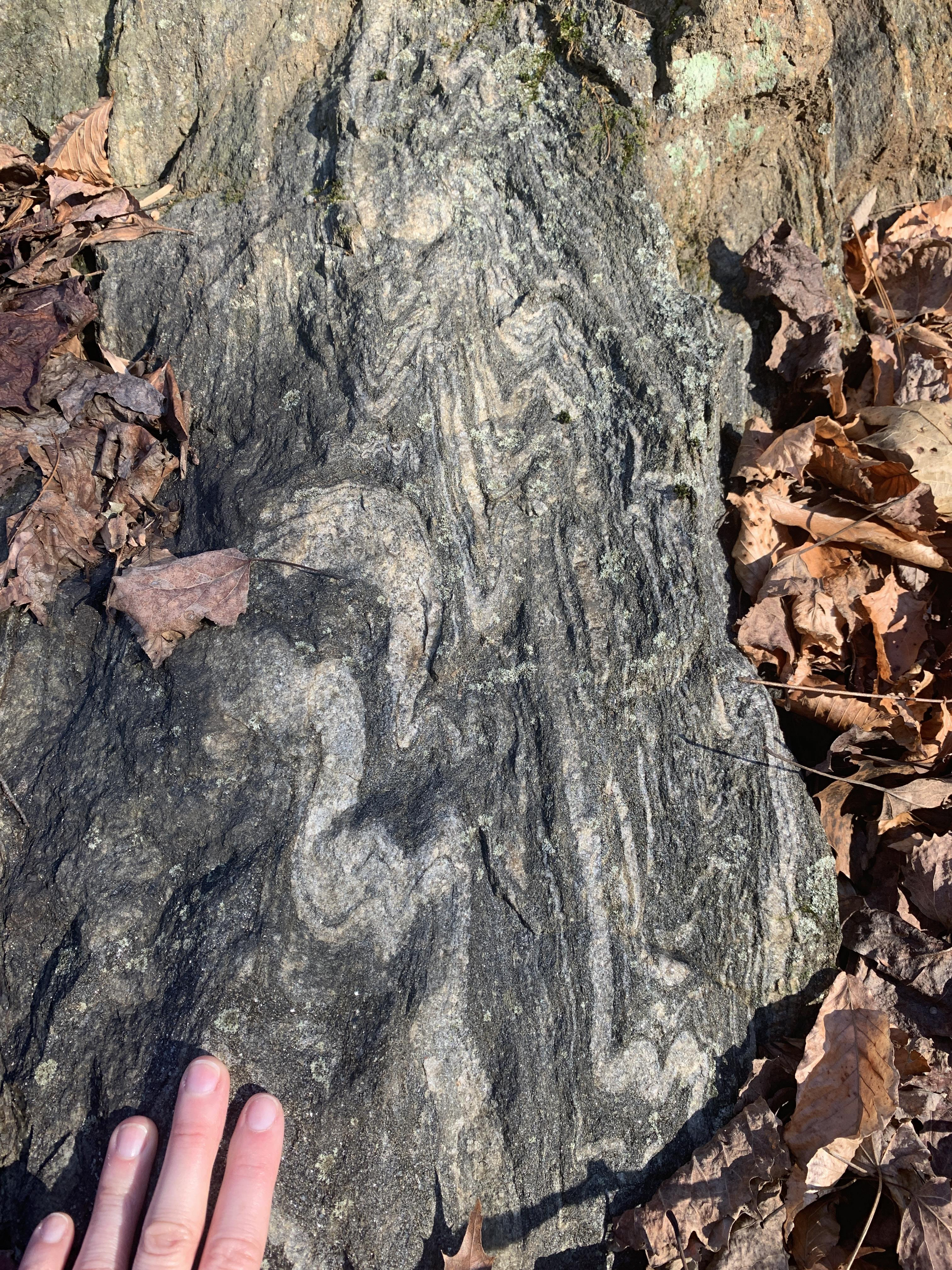 Fingers point to an exposure of the rock that contains heavily folded millimeter- to centimeter-scale layers of alternating dark and light grains. Grains are too small to see in this image.