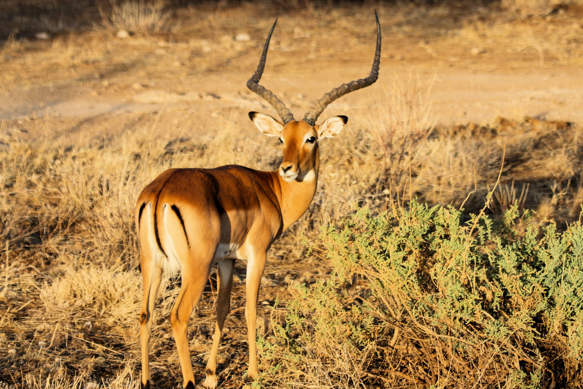 Male Impala in the morning light in Samburu, Kenya
