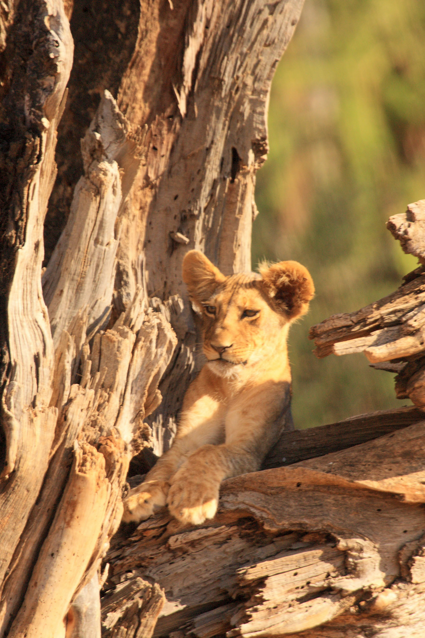 Lion Cub in fallen tree in Samburu, Kenya